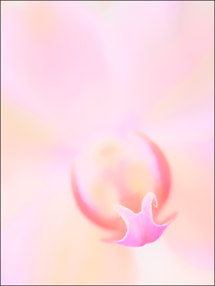 An orchid color only