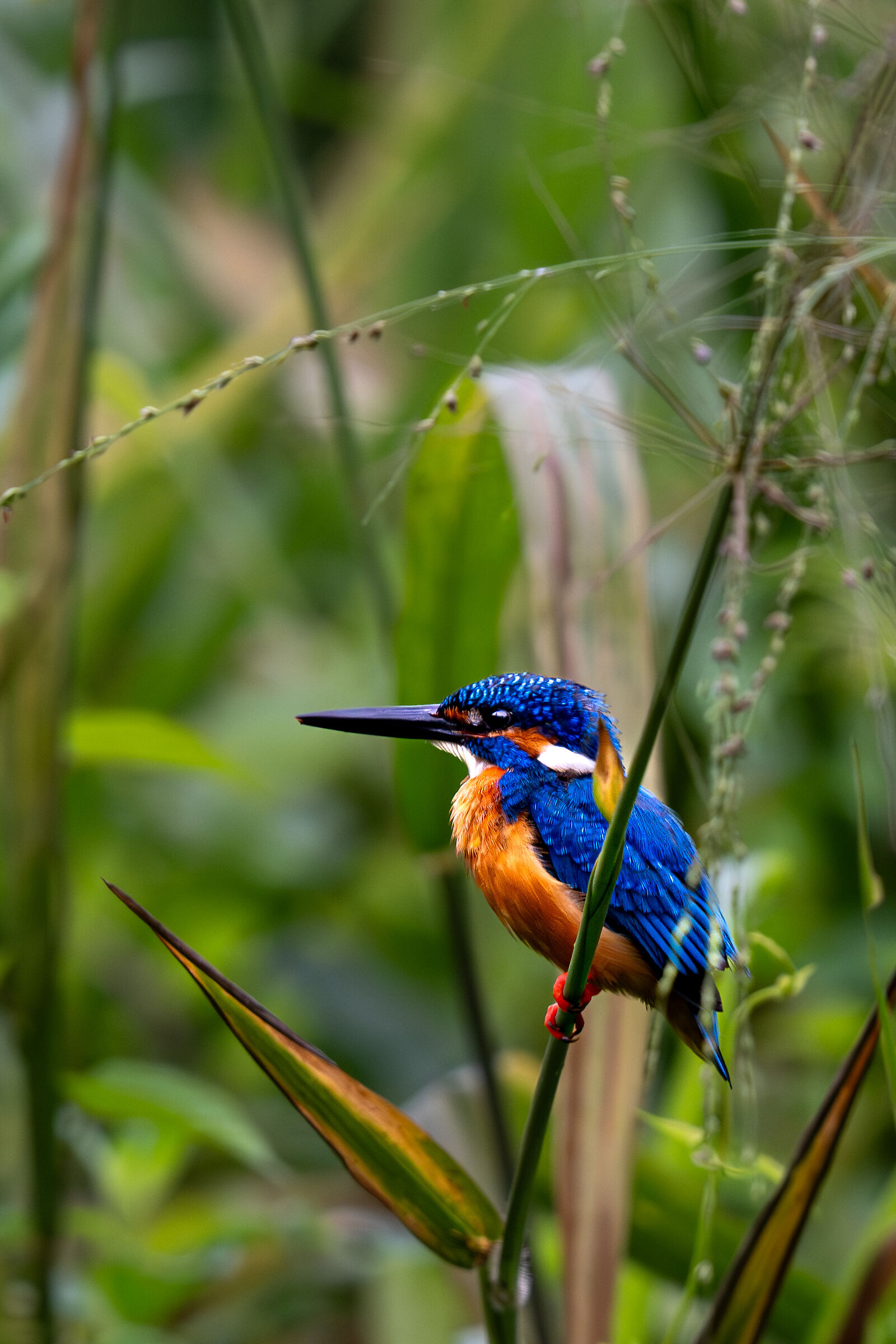 Kingfisher