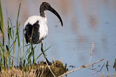 Threskiornis aethiopicus