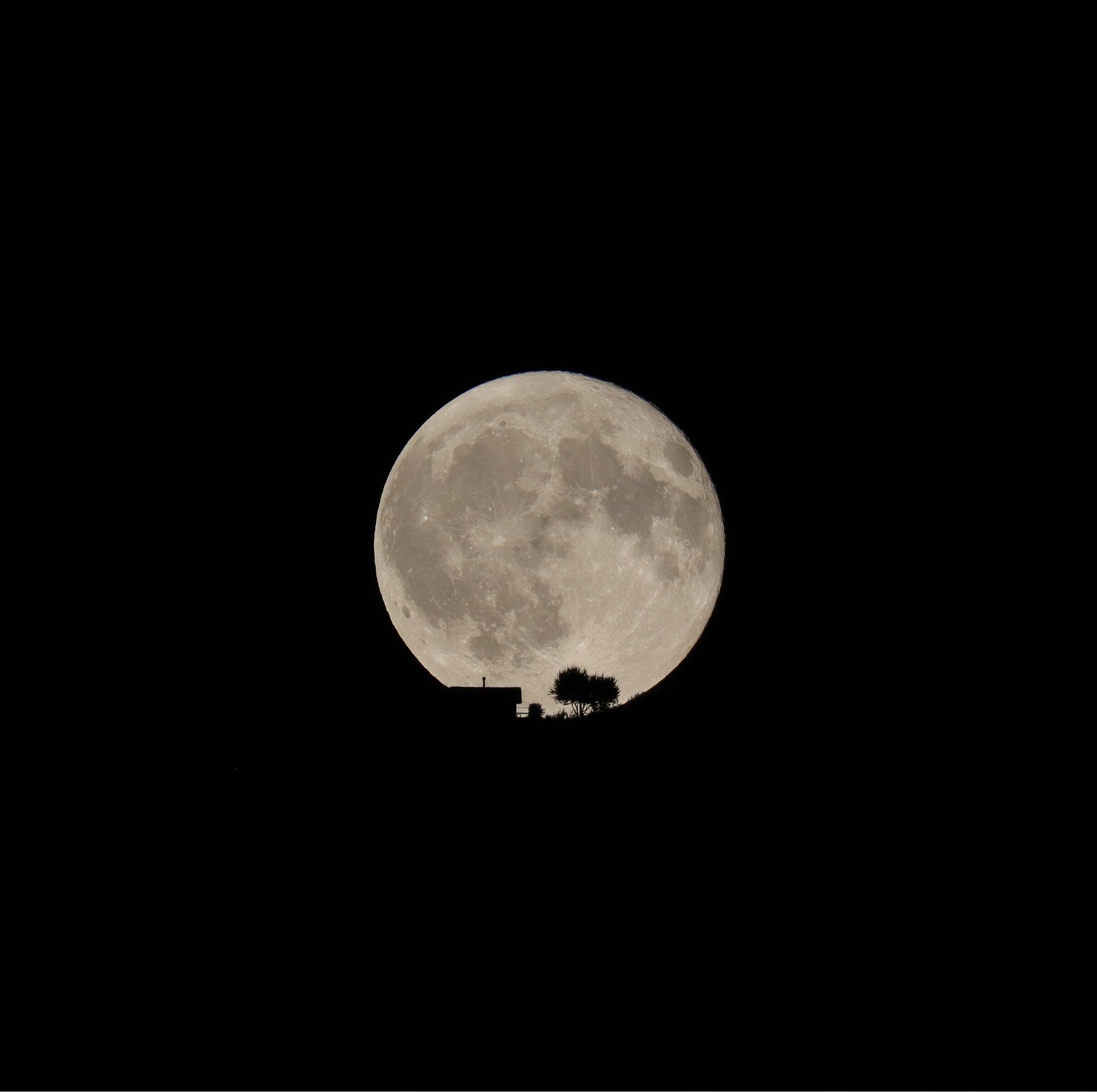 Moon in the garden