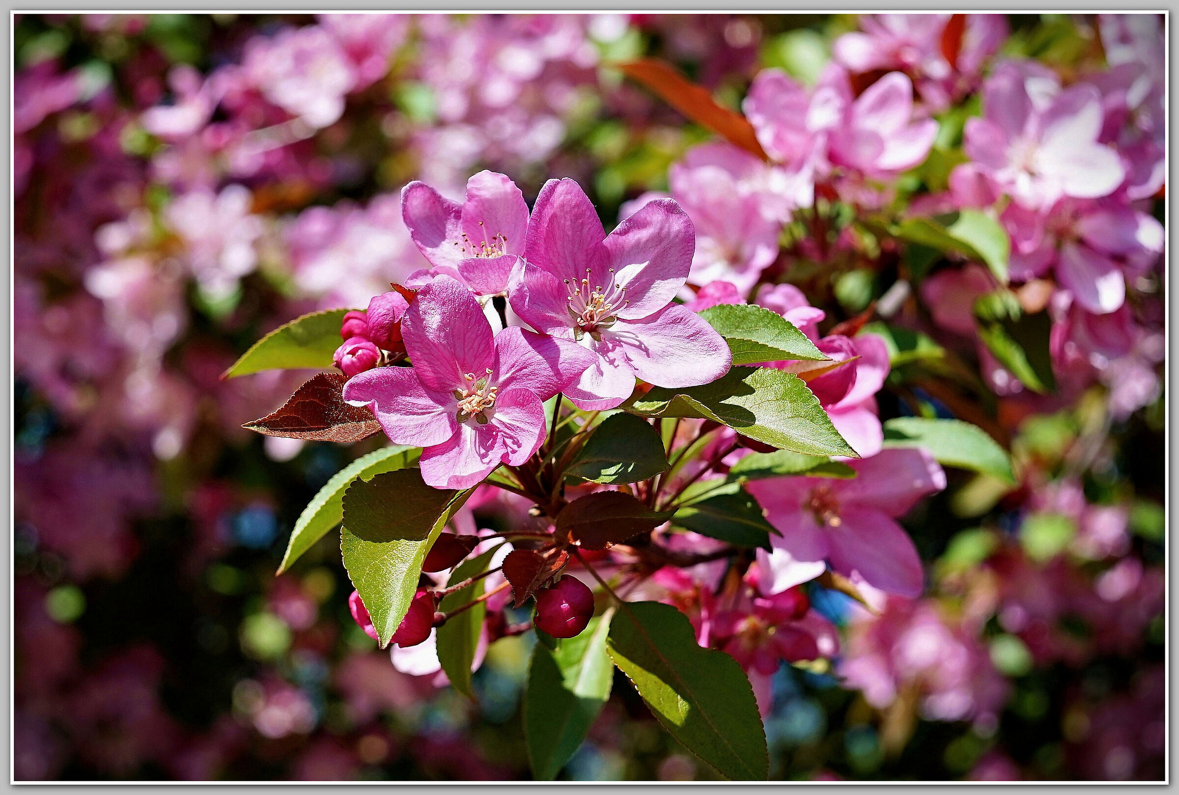 Spring