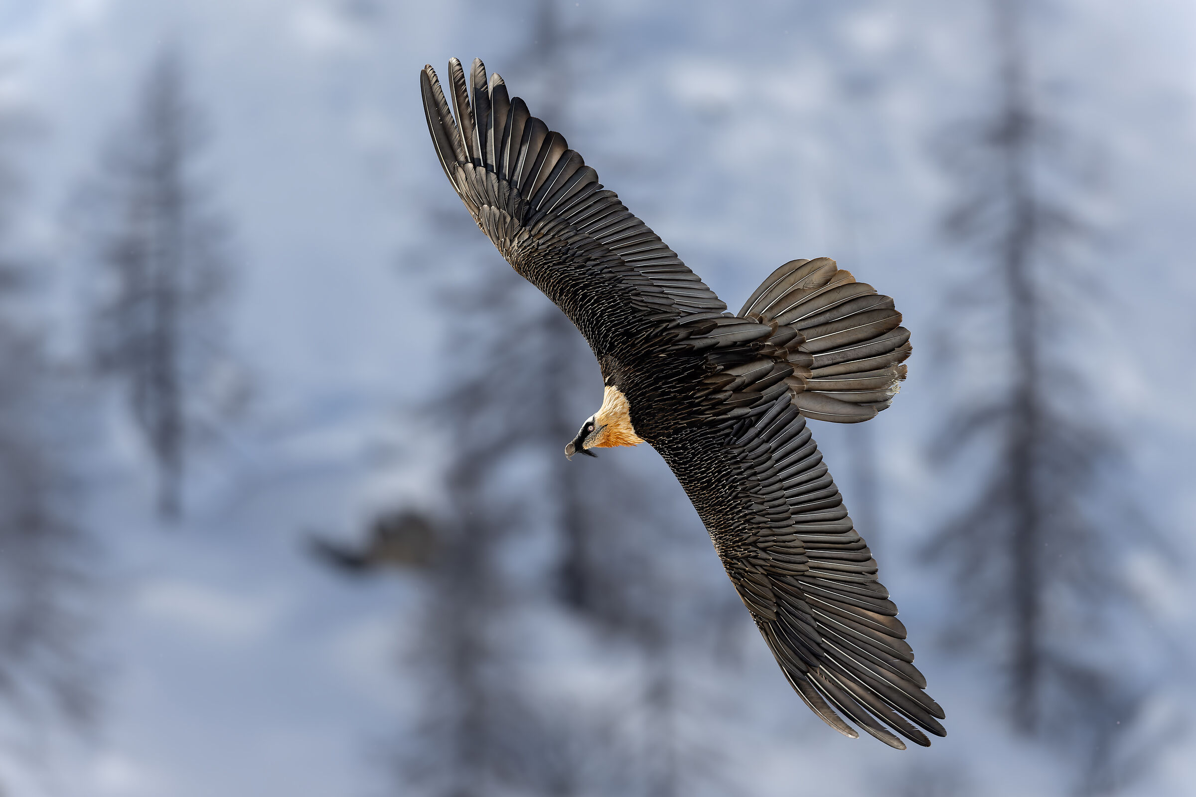 Gypaetus Barbatus - Parco Nazionale Gran Paradiso