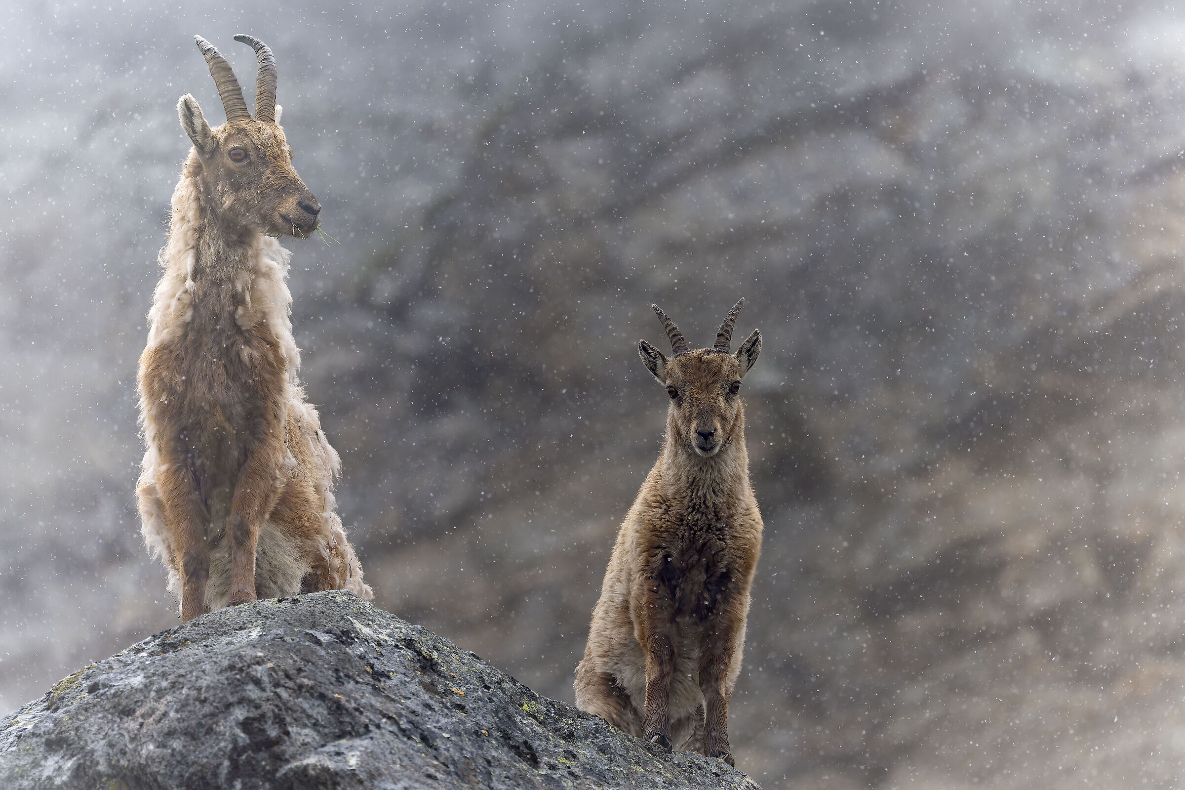 Stambecco - Parco Nazionale del Gran Paradiso -Piemonte