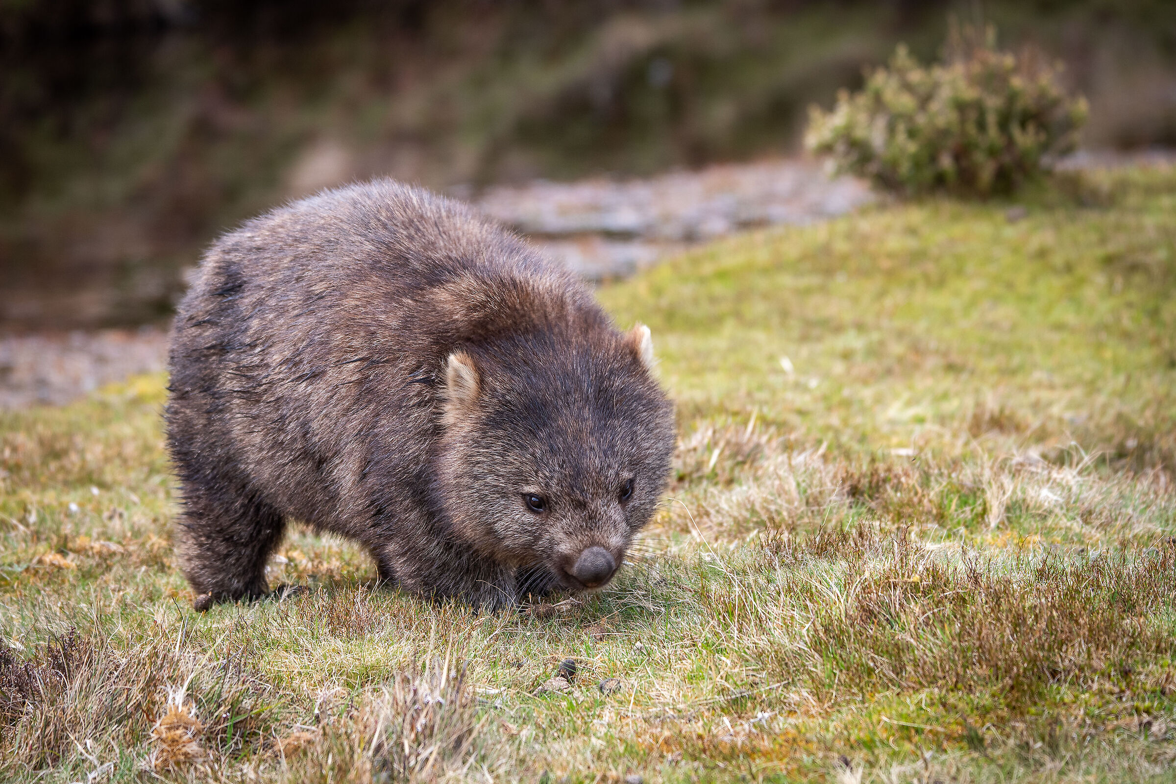 Wombat (Vombatidae)