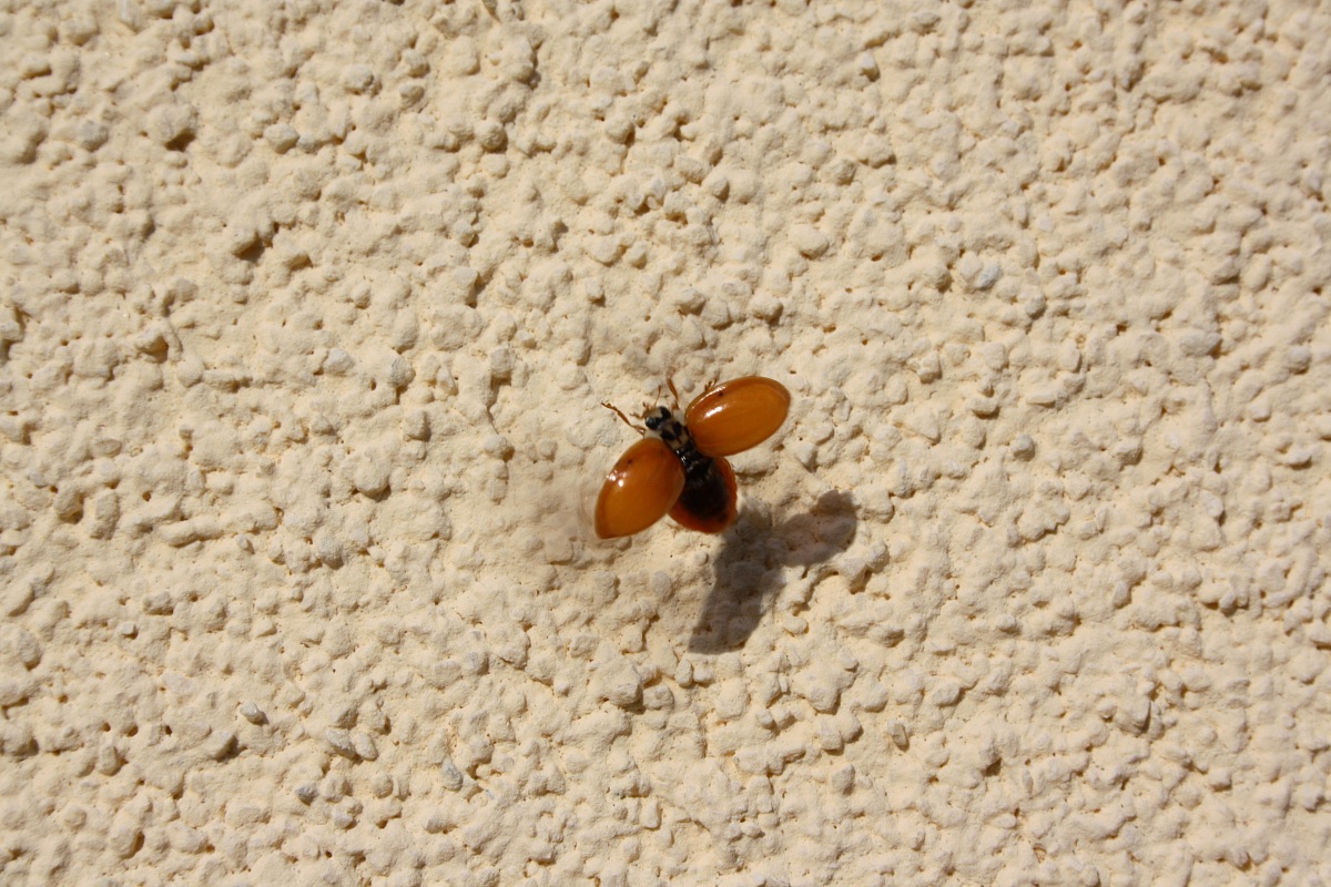 coccinella tinta unita