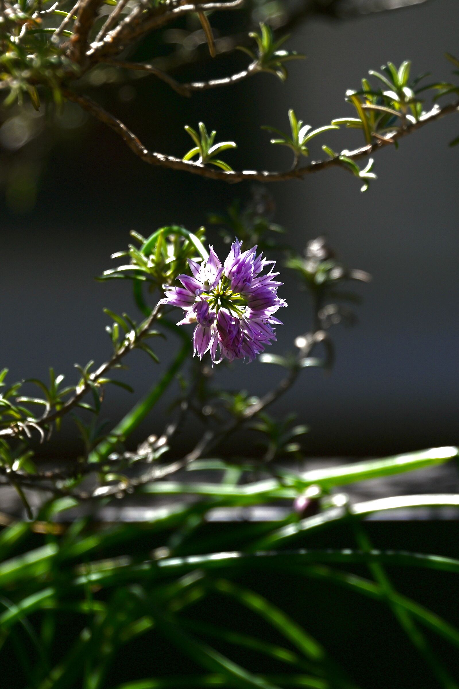 Chives (flower)
