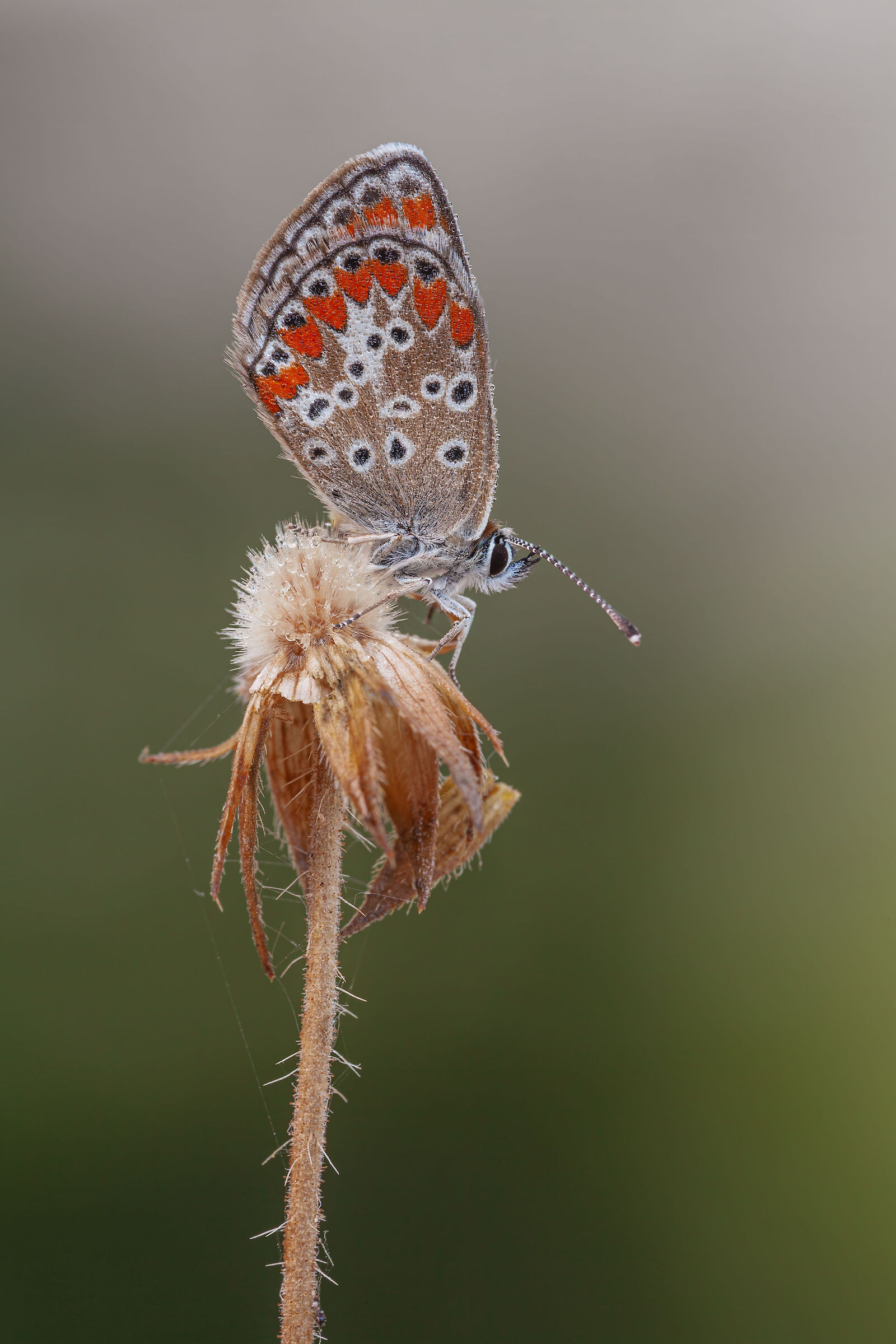 Una piccola amica