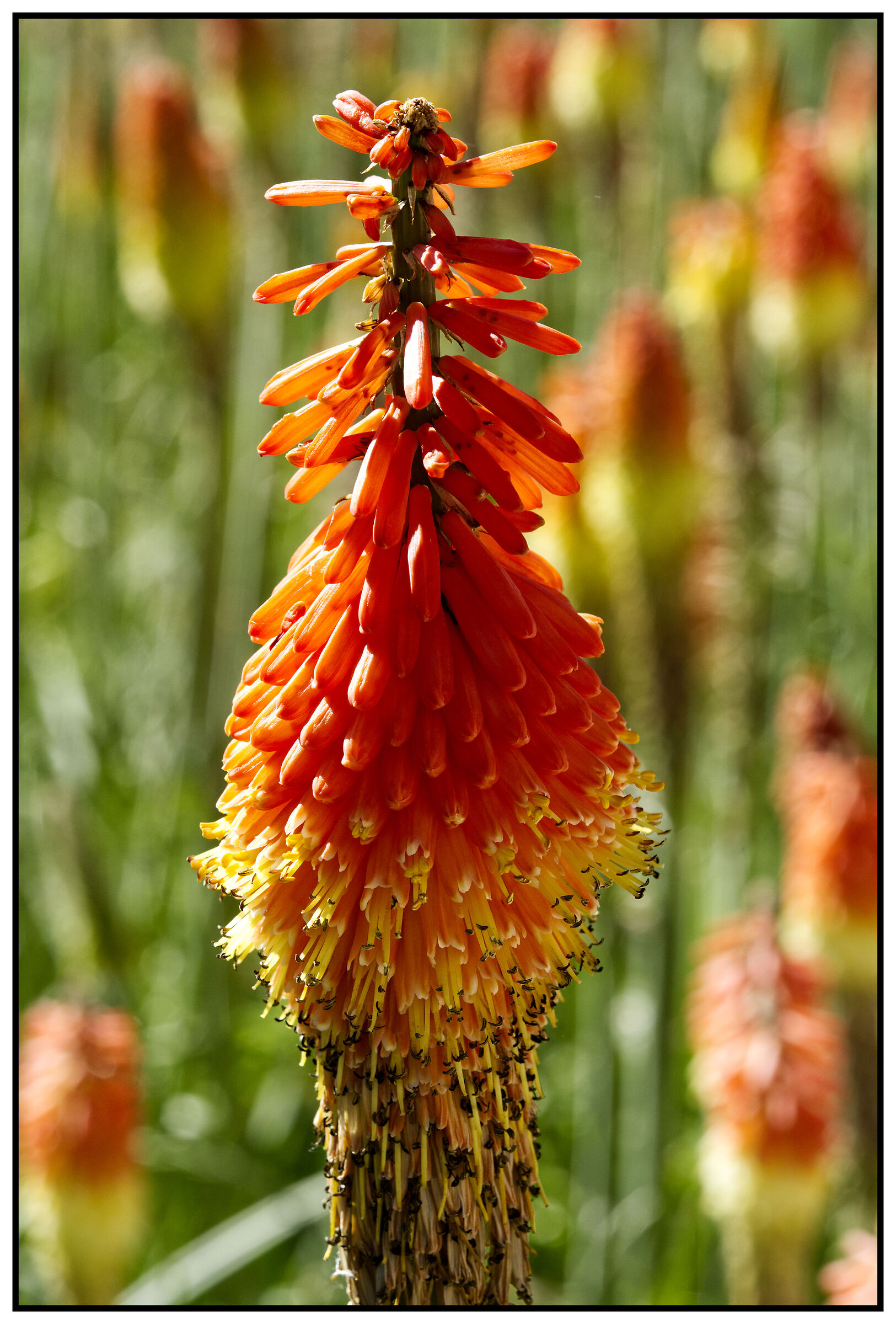 Kniphofia