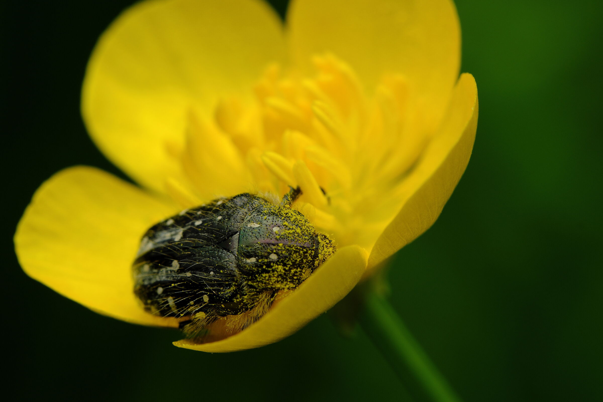 Dolce tuffo nel giallo
