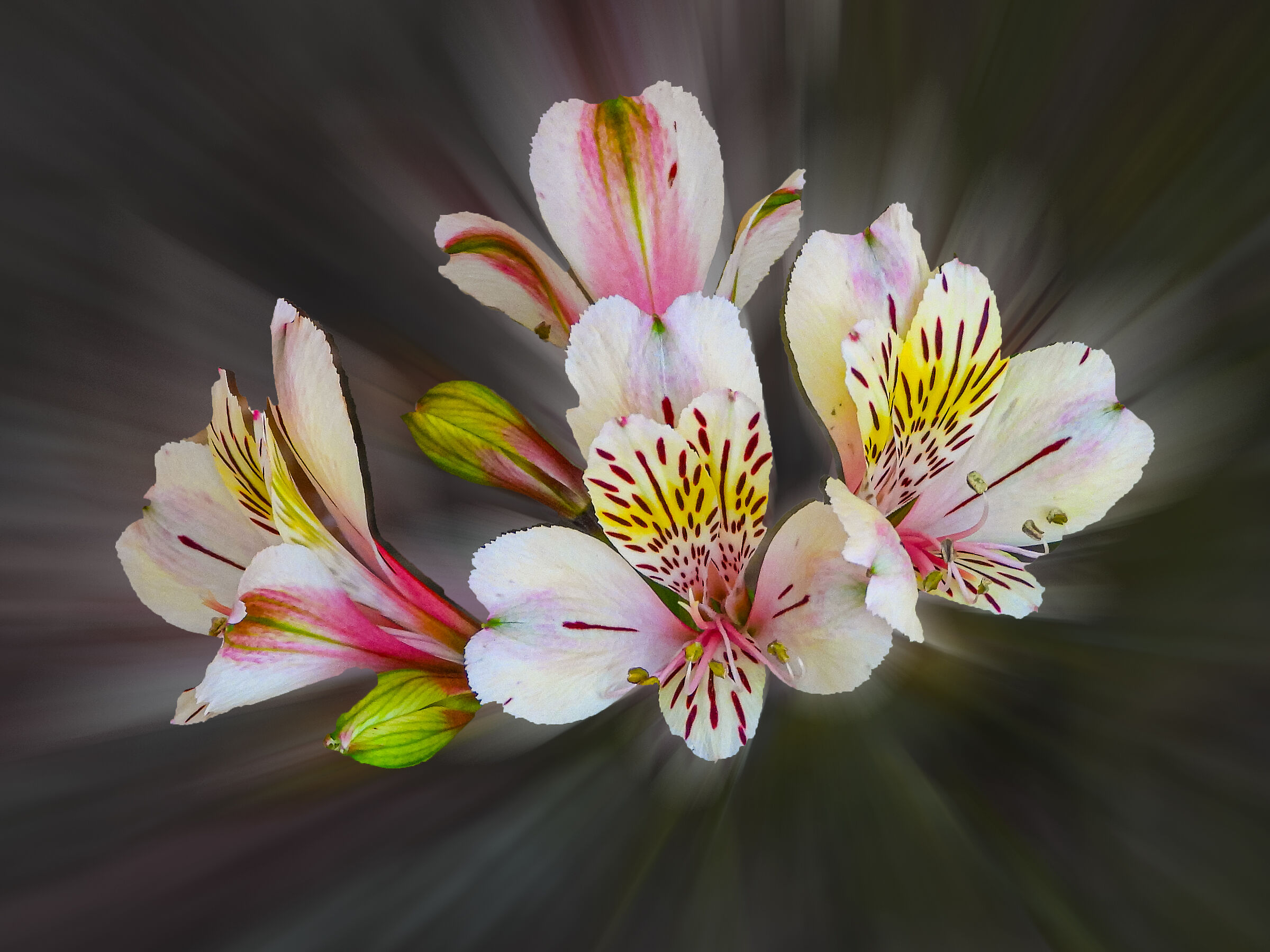 Untitled Photo