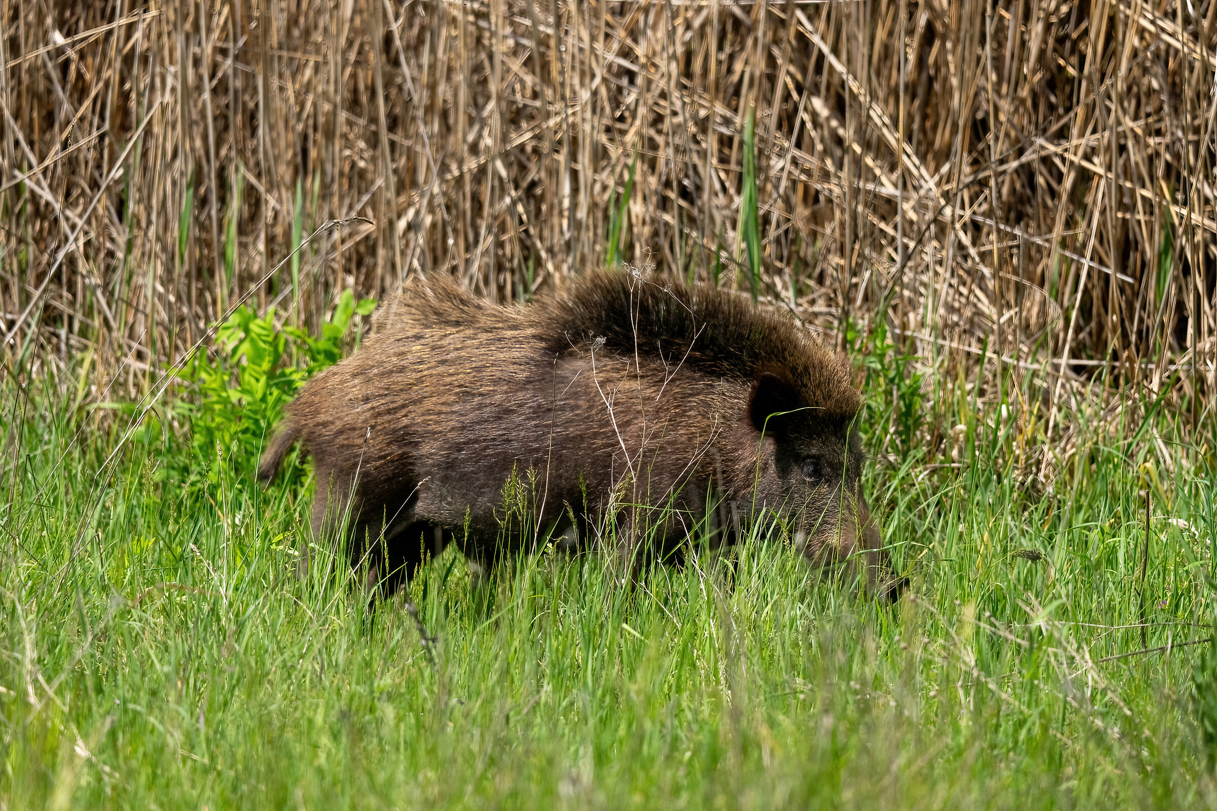 Wild boar