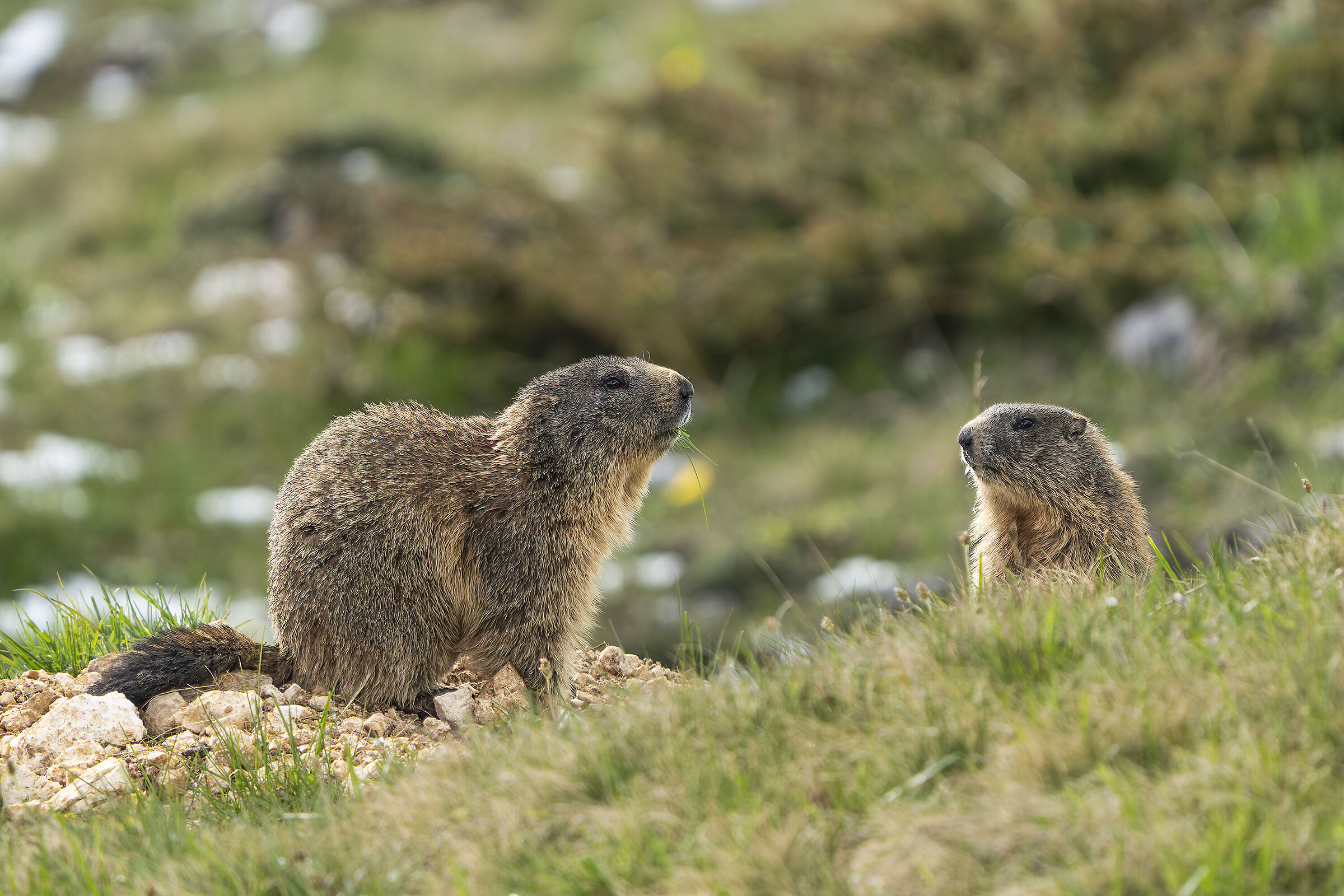 Marmotte , altopiano del Montasio