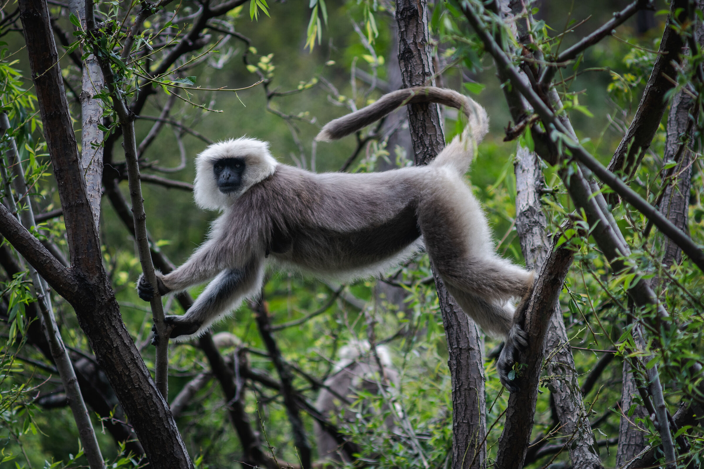 Grey langur
