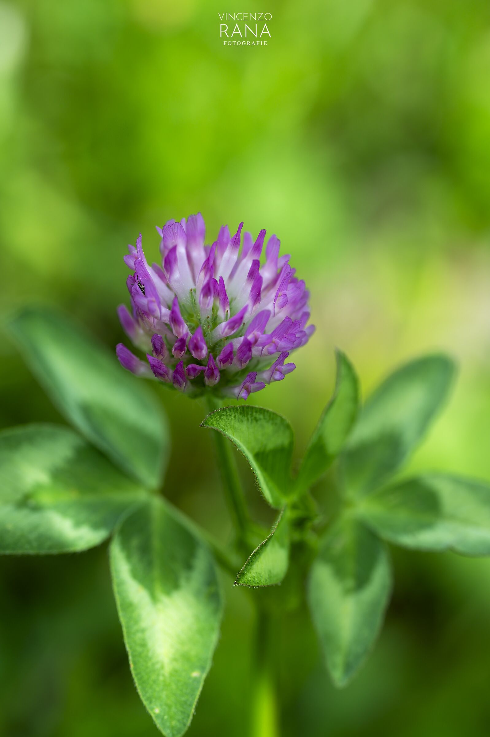 Macro qua e là