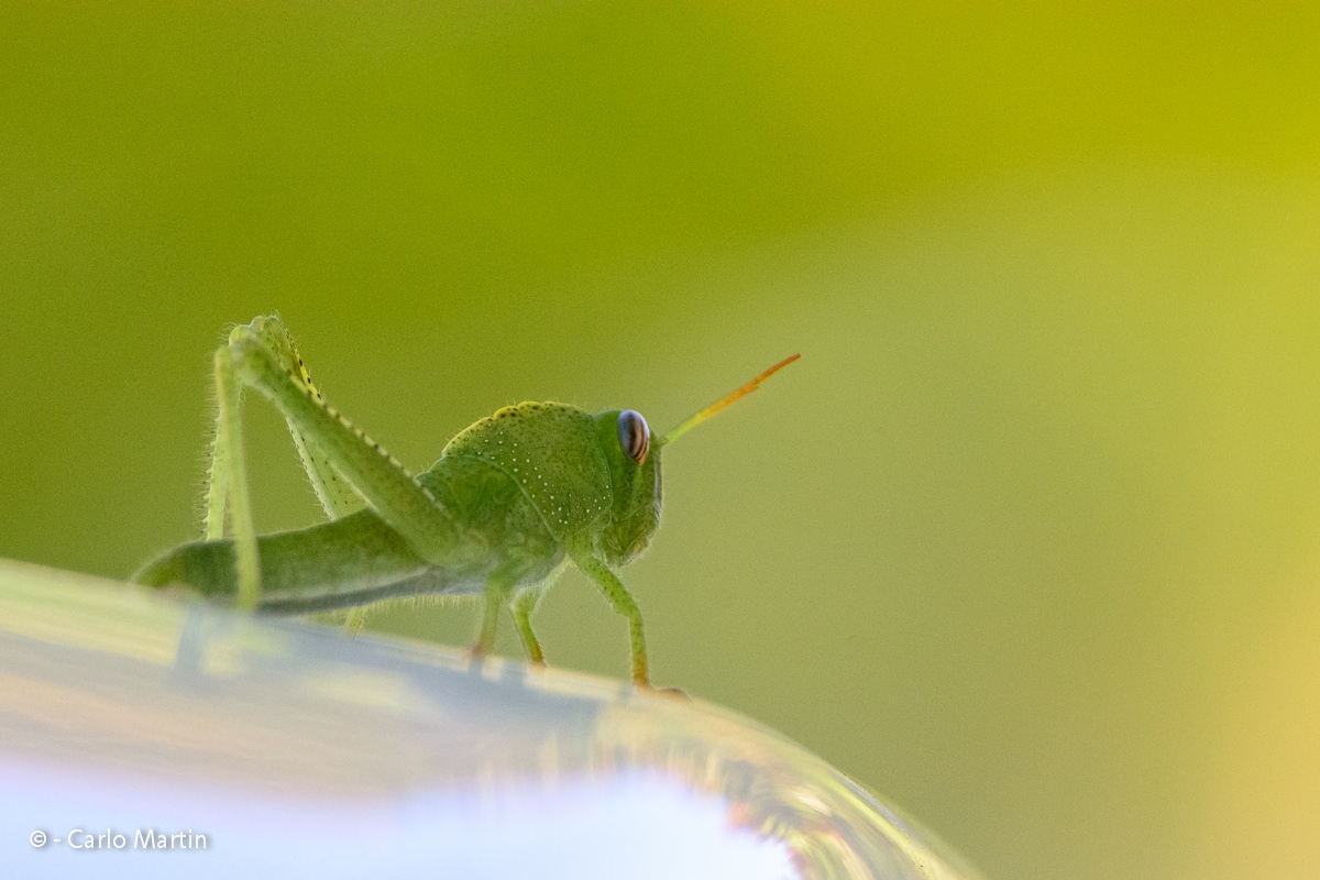 Primissima macro con il 300f4 + tc1,7x