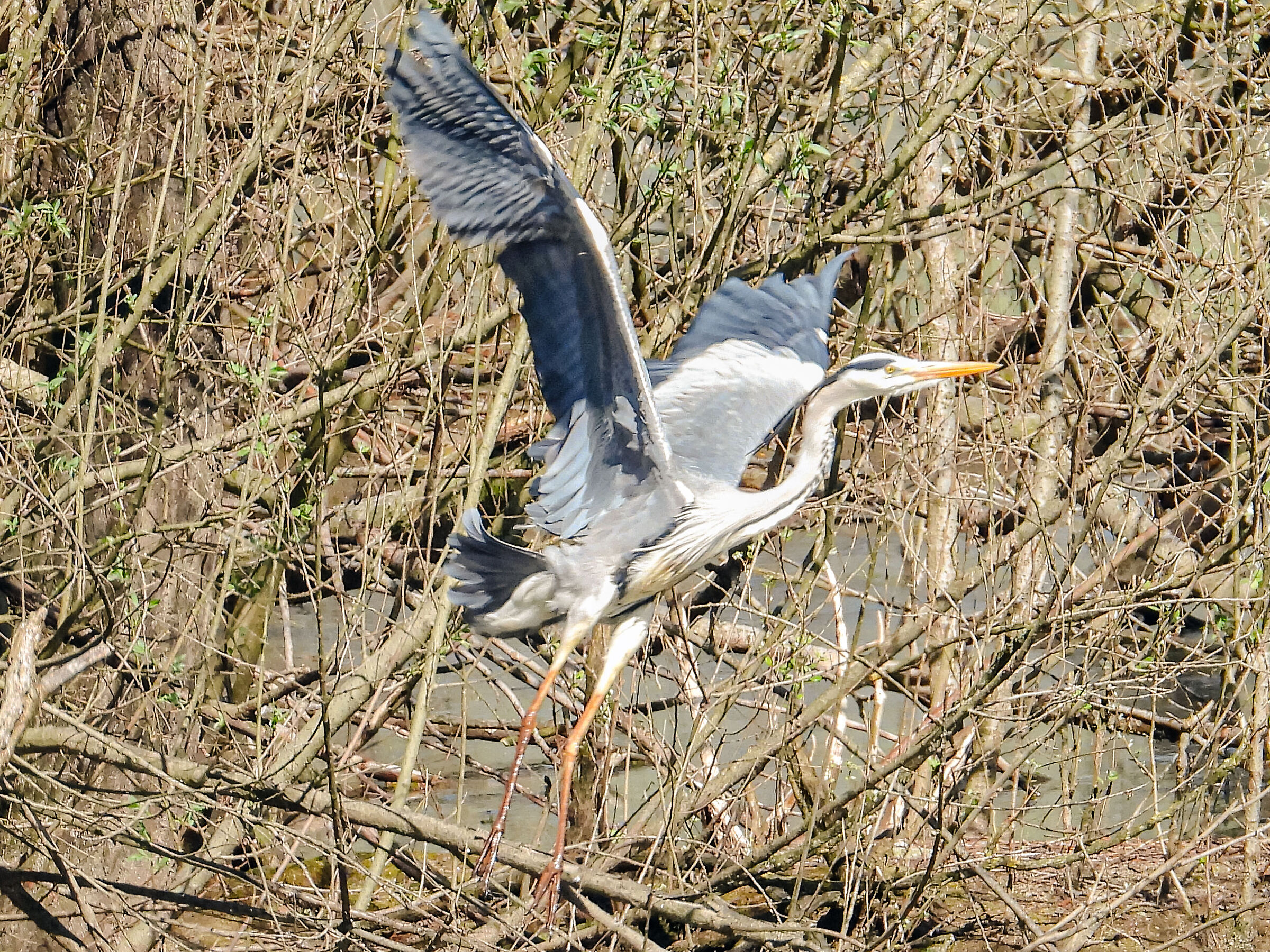 Airone cenerino