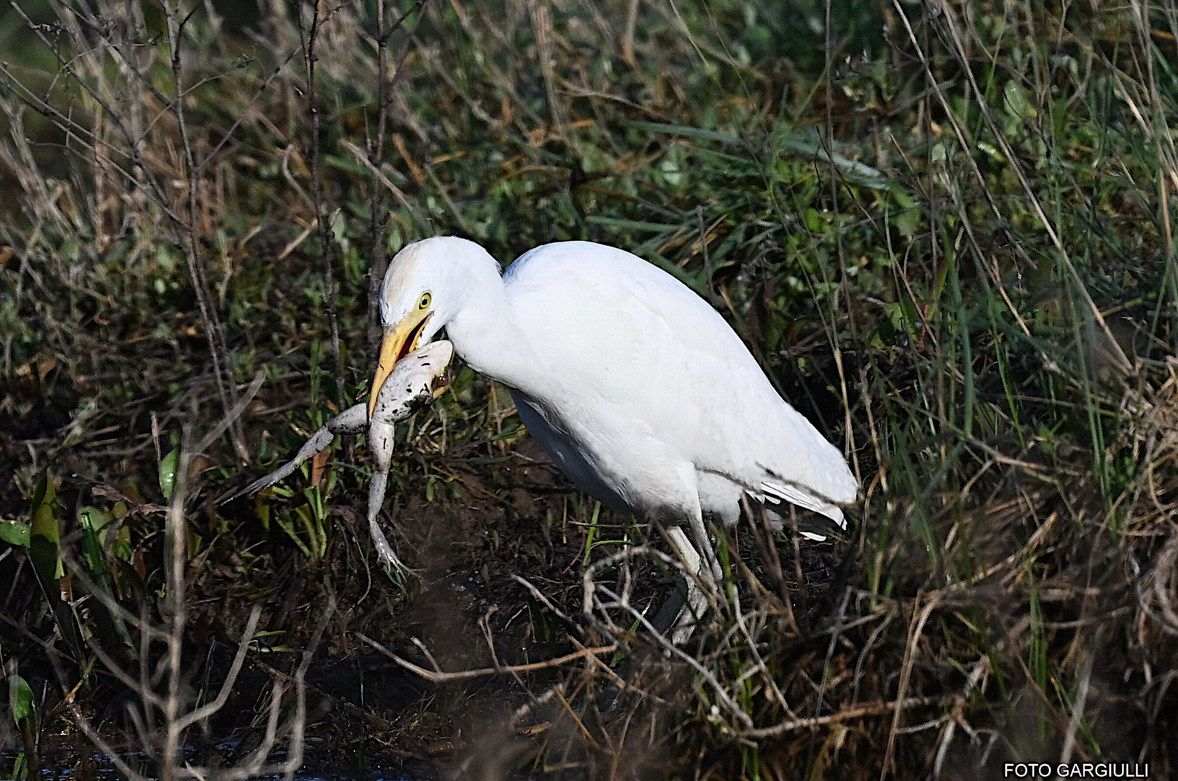 Cattle egrets with prey