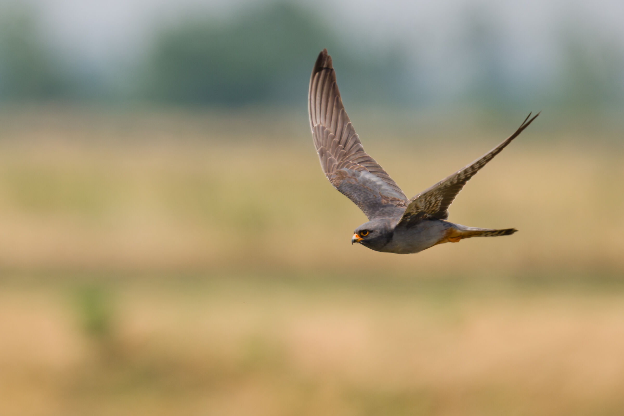 falco cuculo maschio