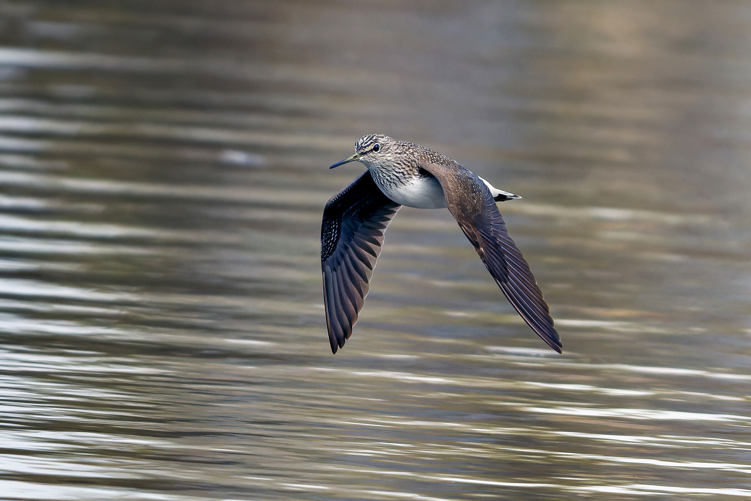 Wheatear Sandpiper