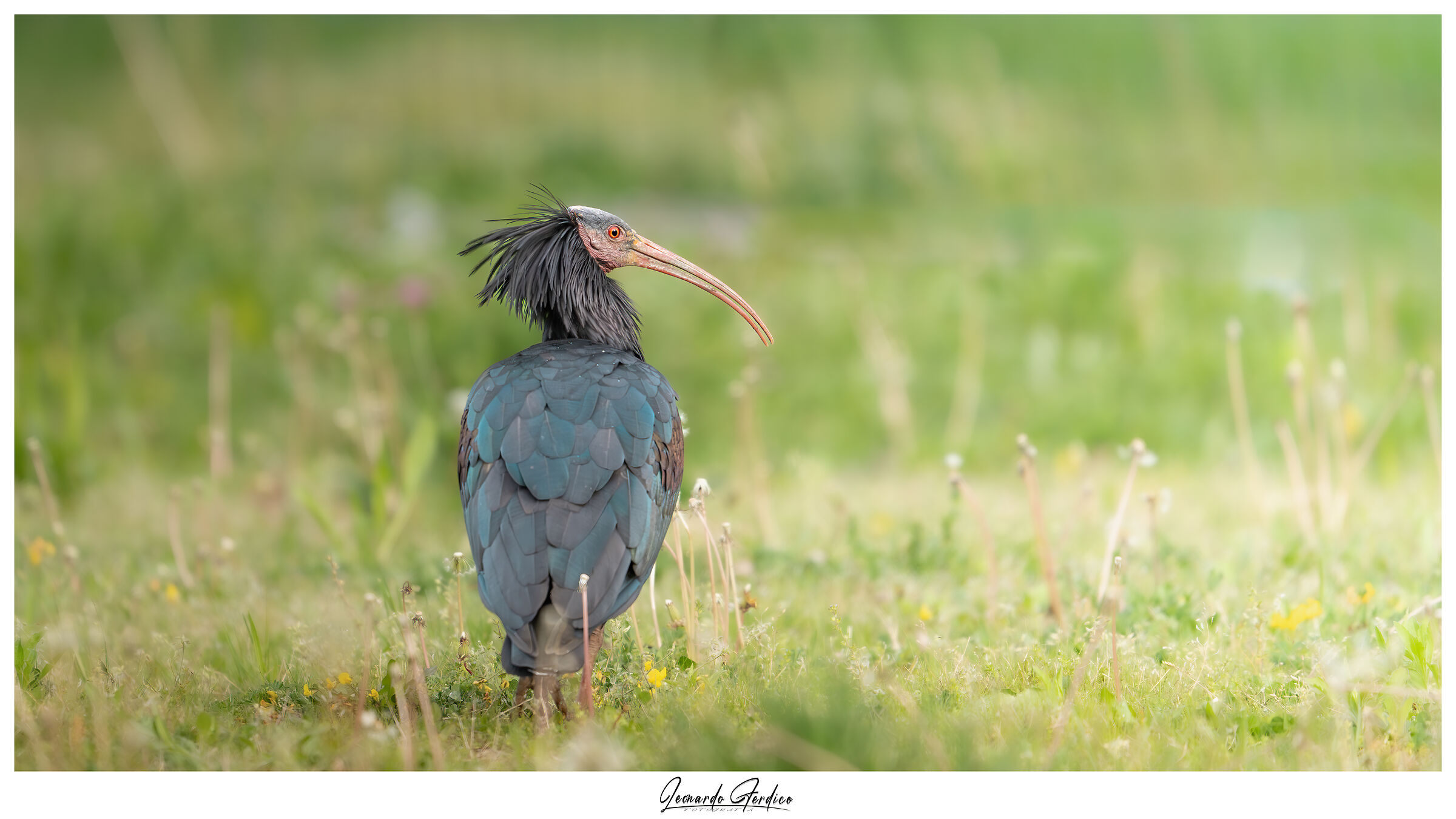 Wild elegance in the tall grass.