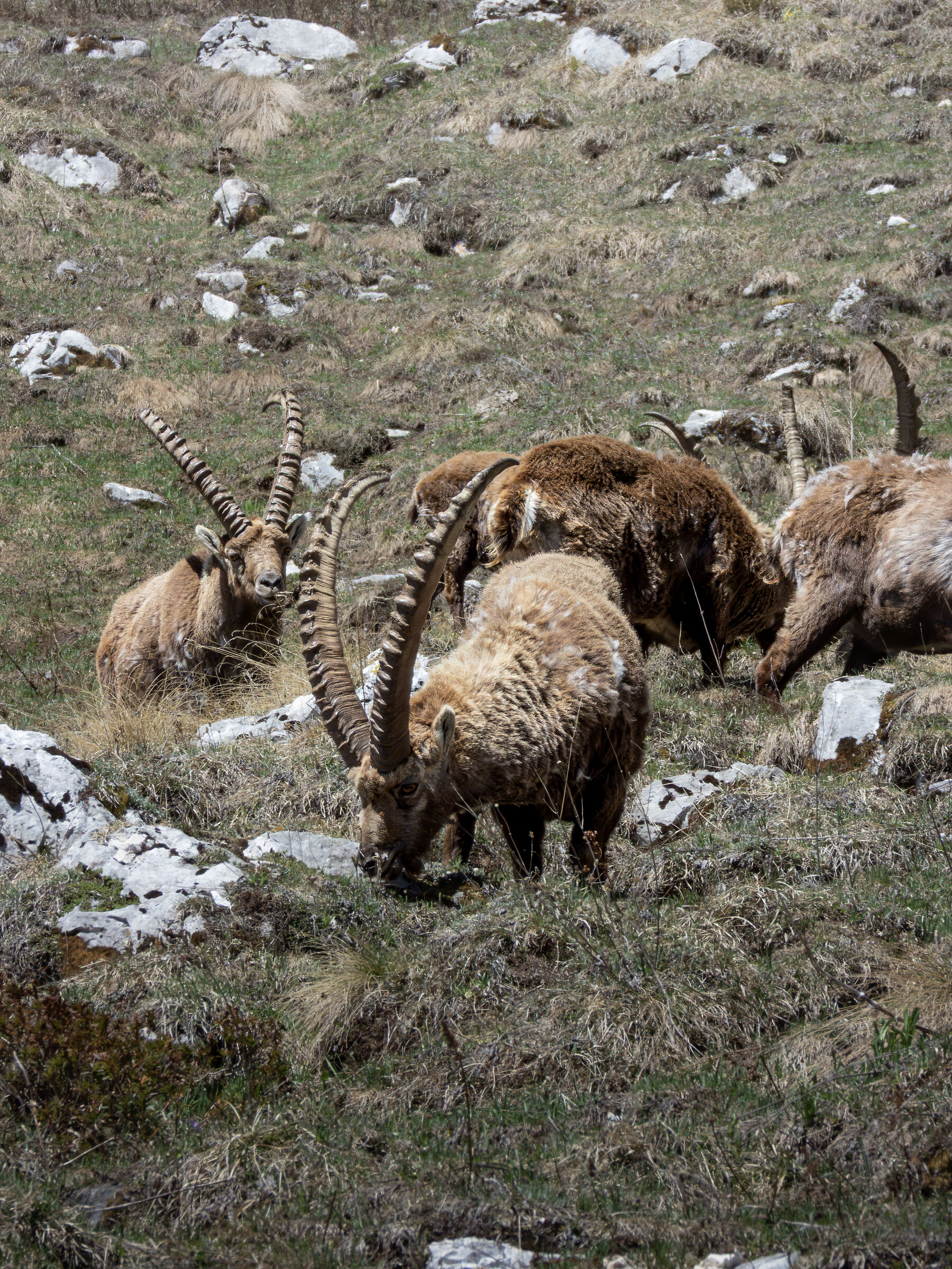 Stambecchi sulle Alpi Giulie