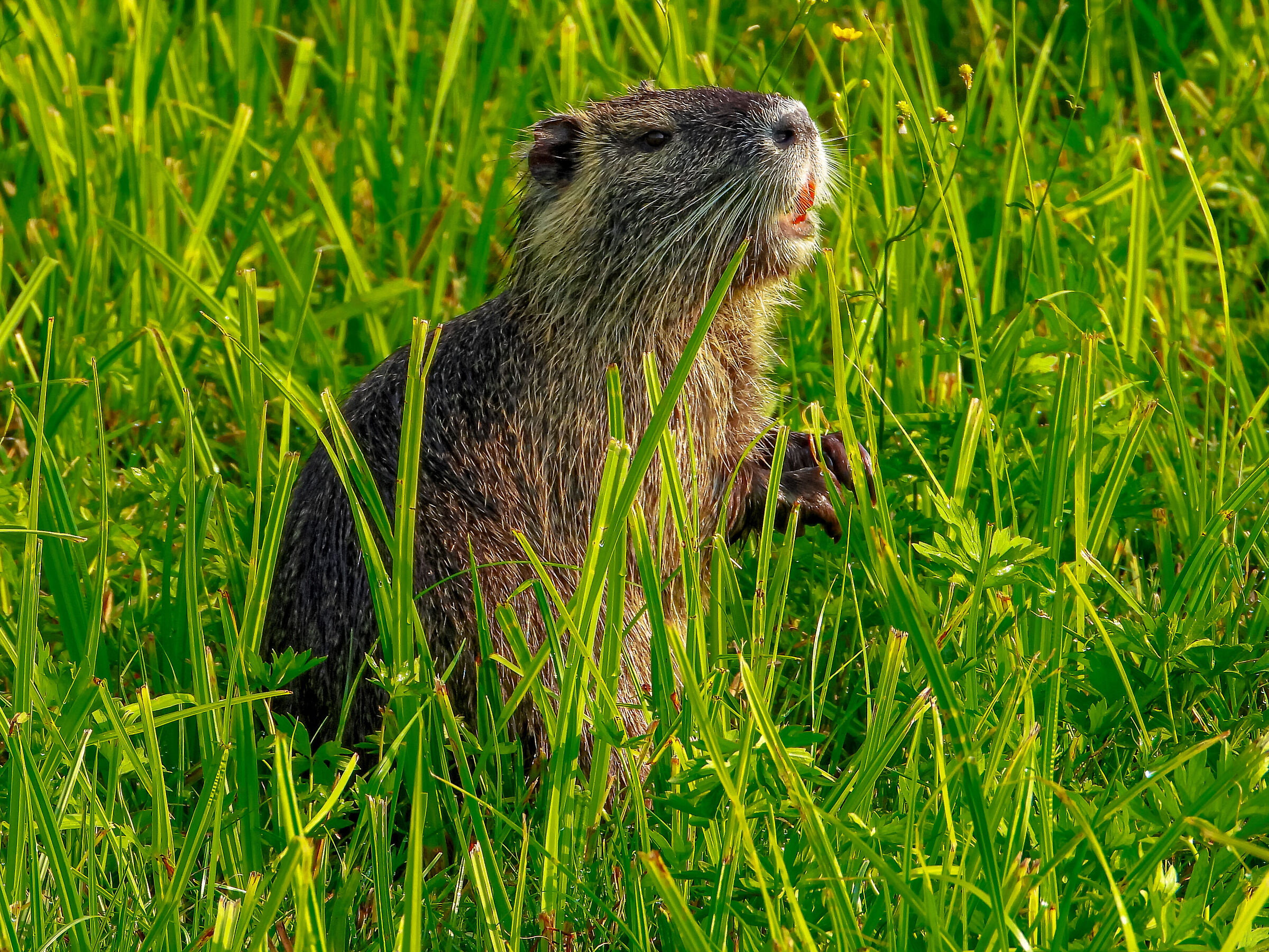 Nutria