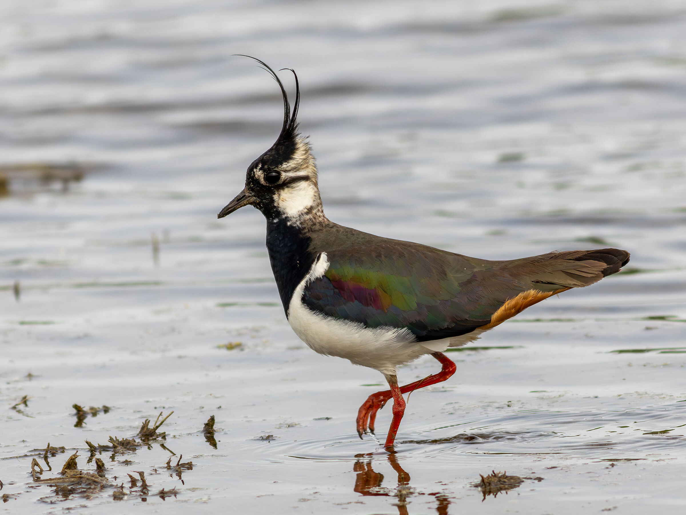 Lapwing