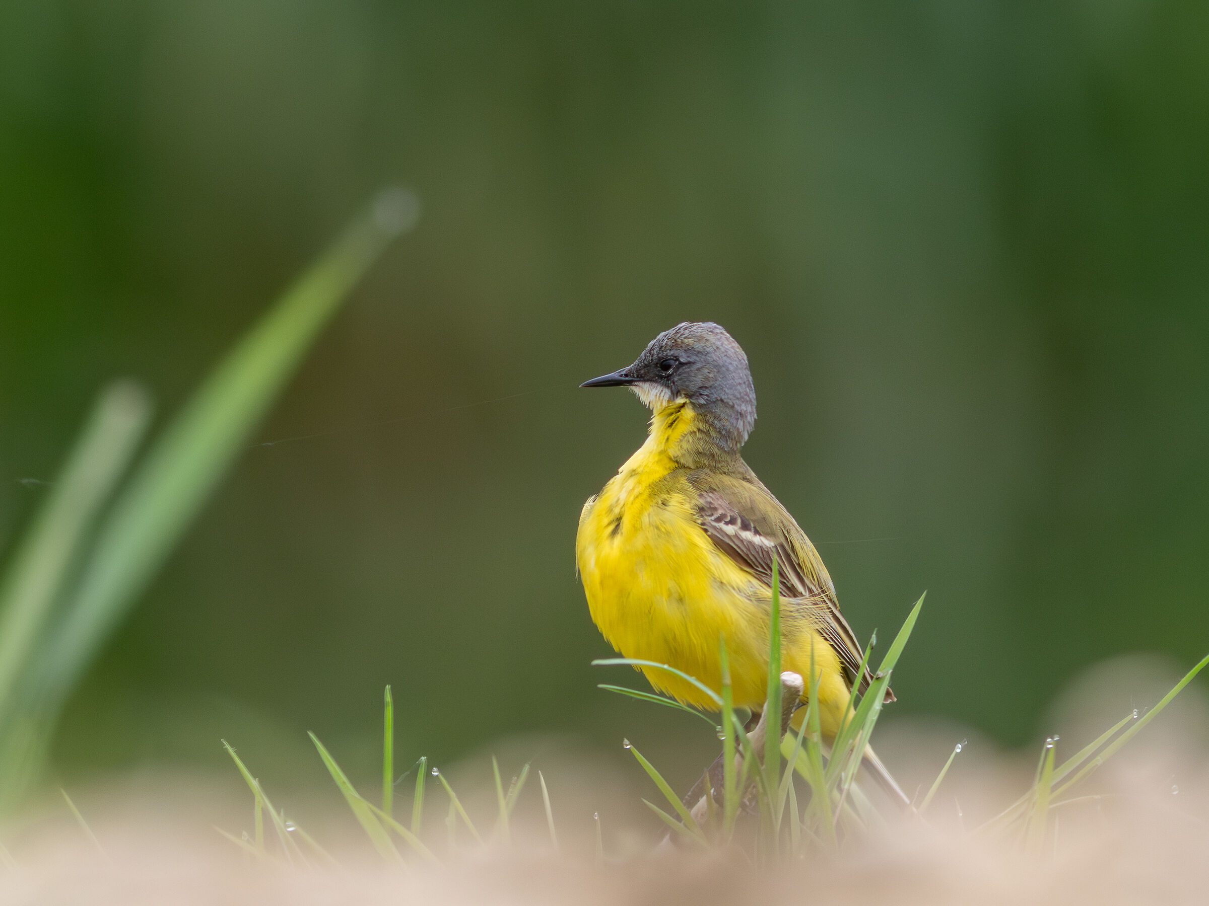 Wagtail