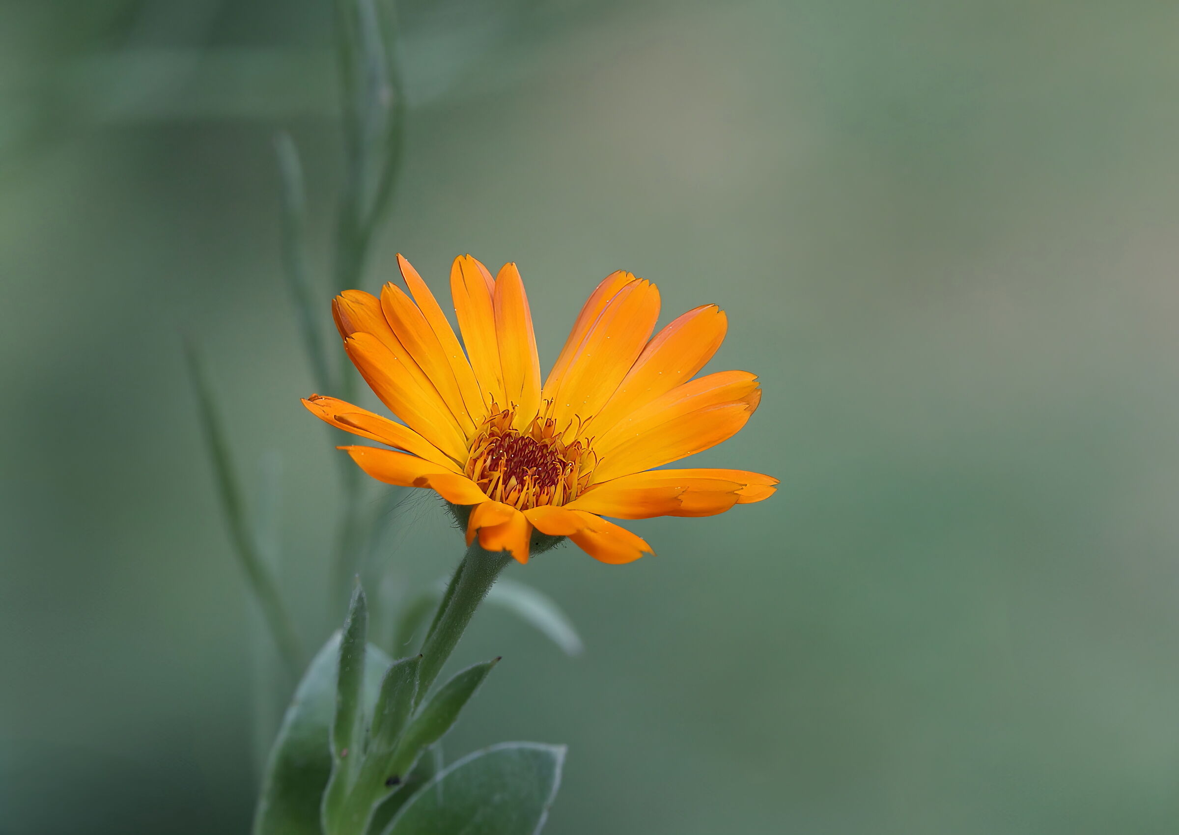 Calendula - Test Viltrox Speed Booster