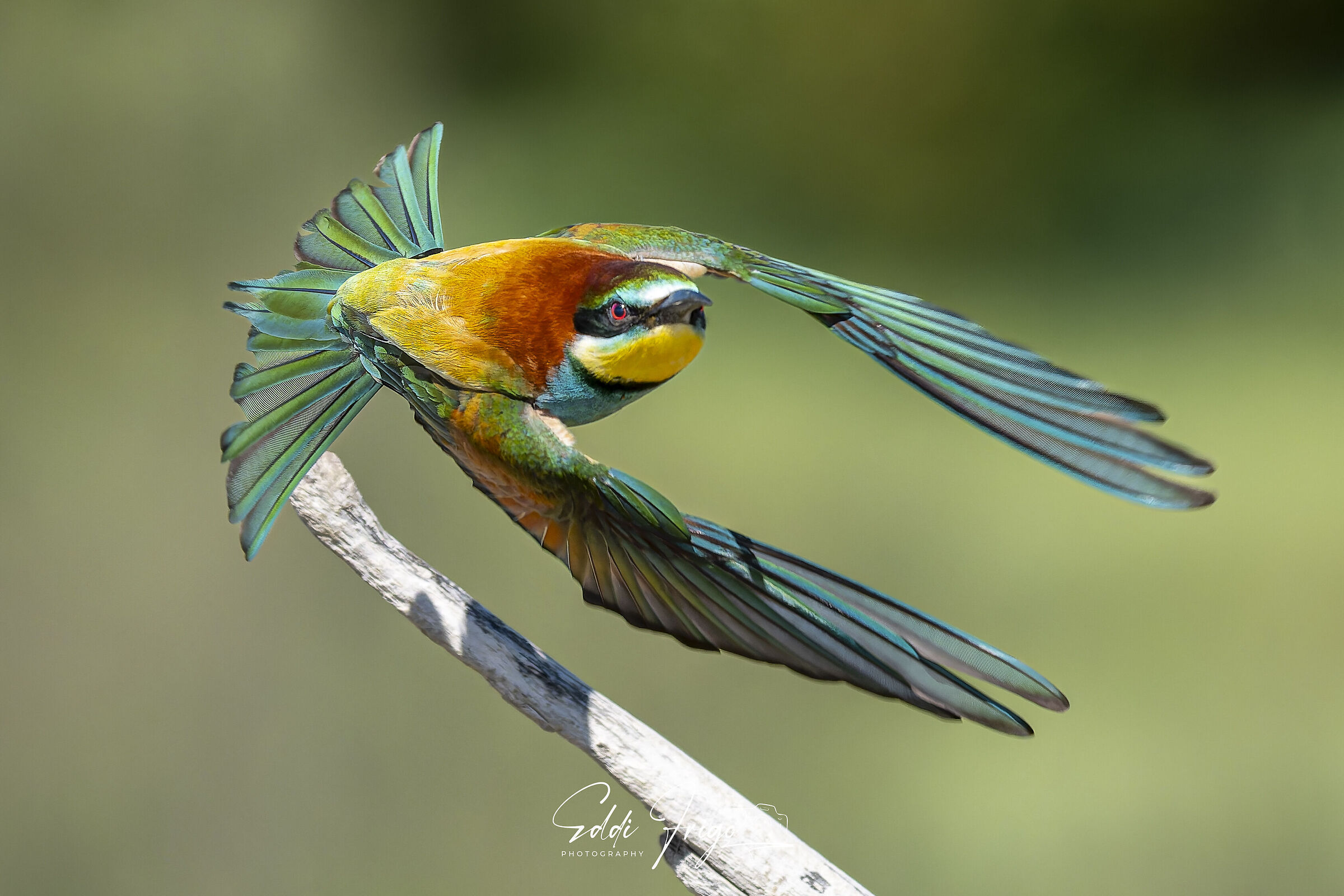 Bee-eater taking off