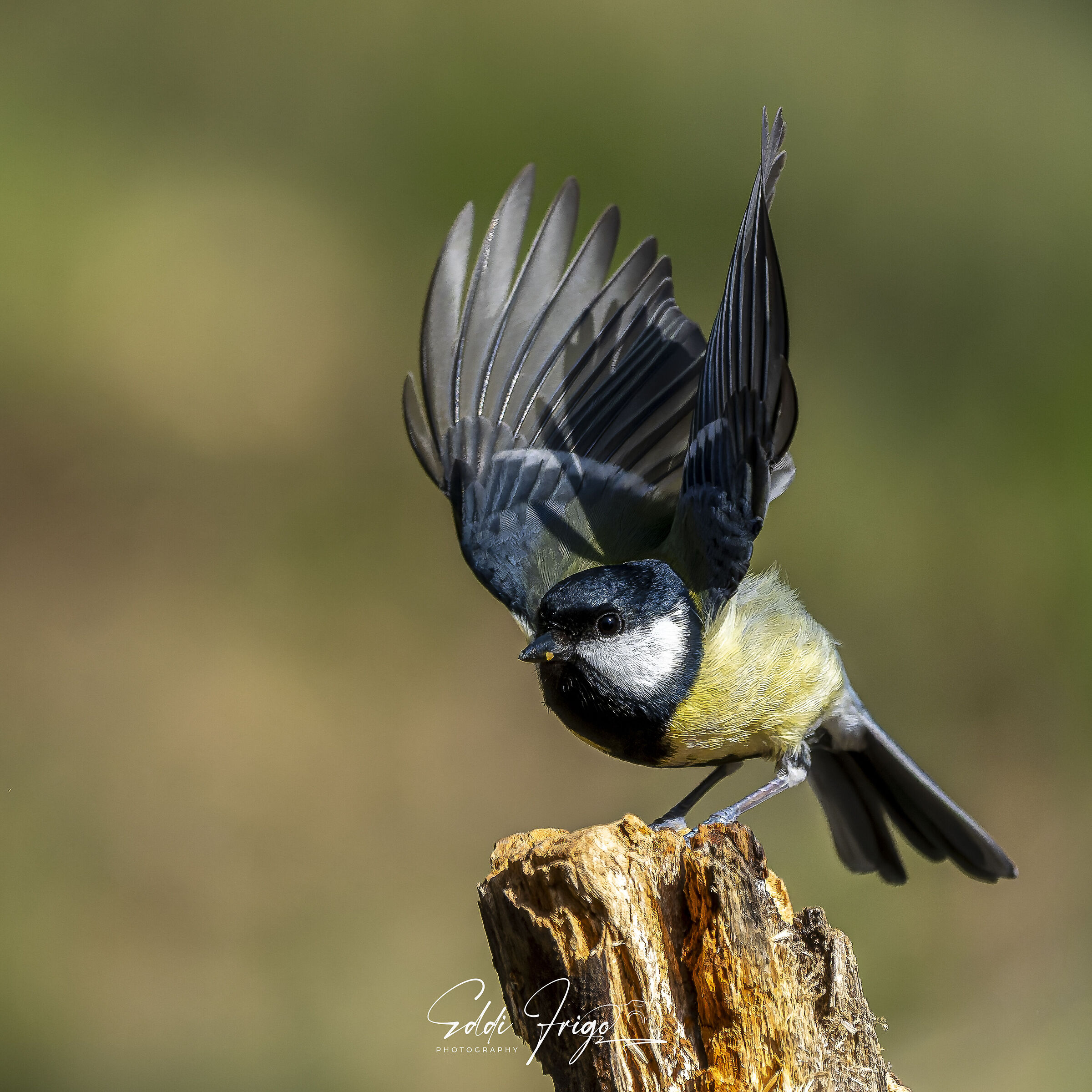 Great Landing