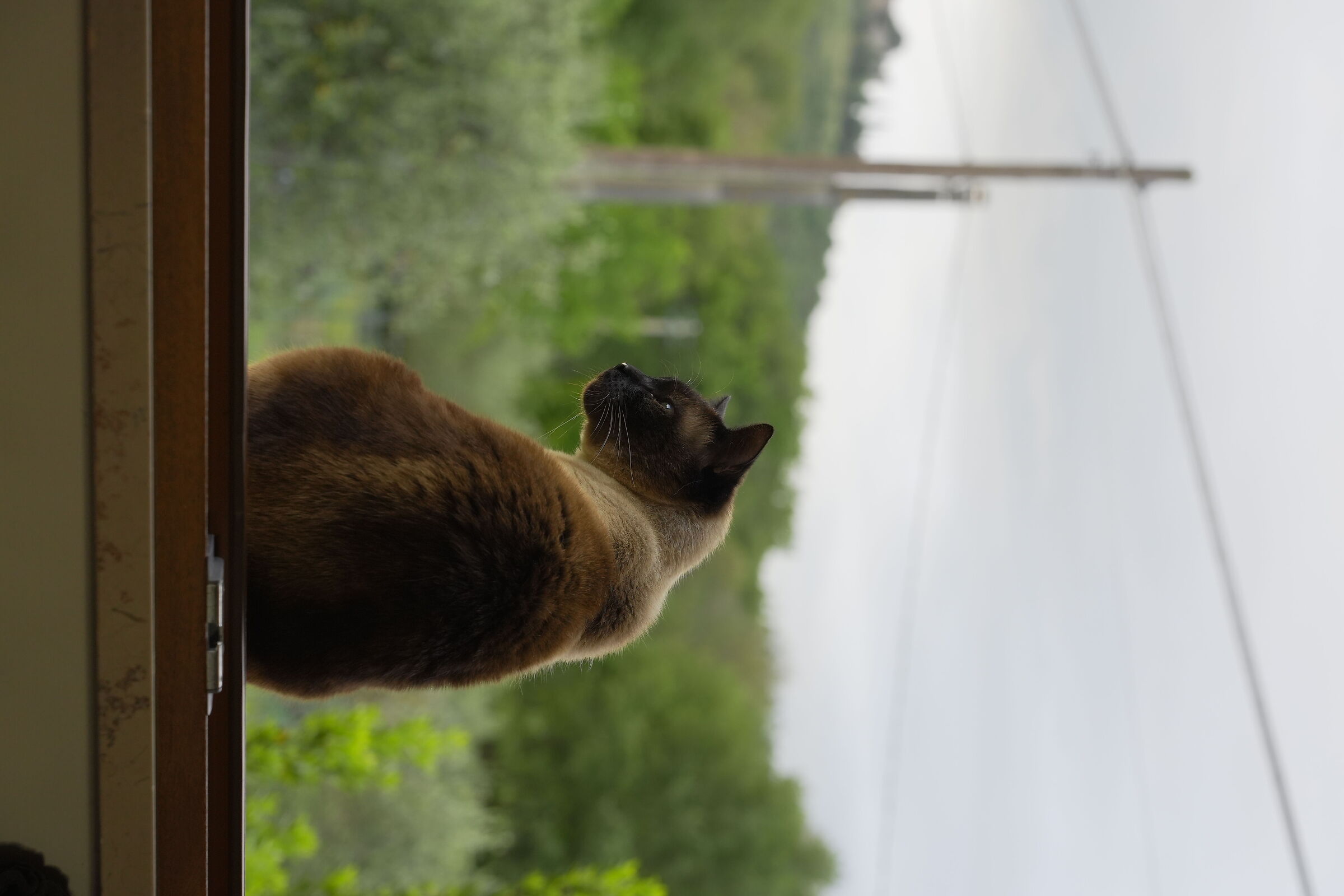 Ruffiano