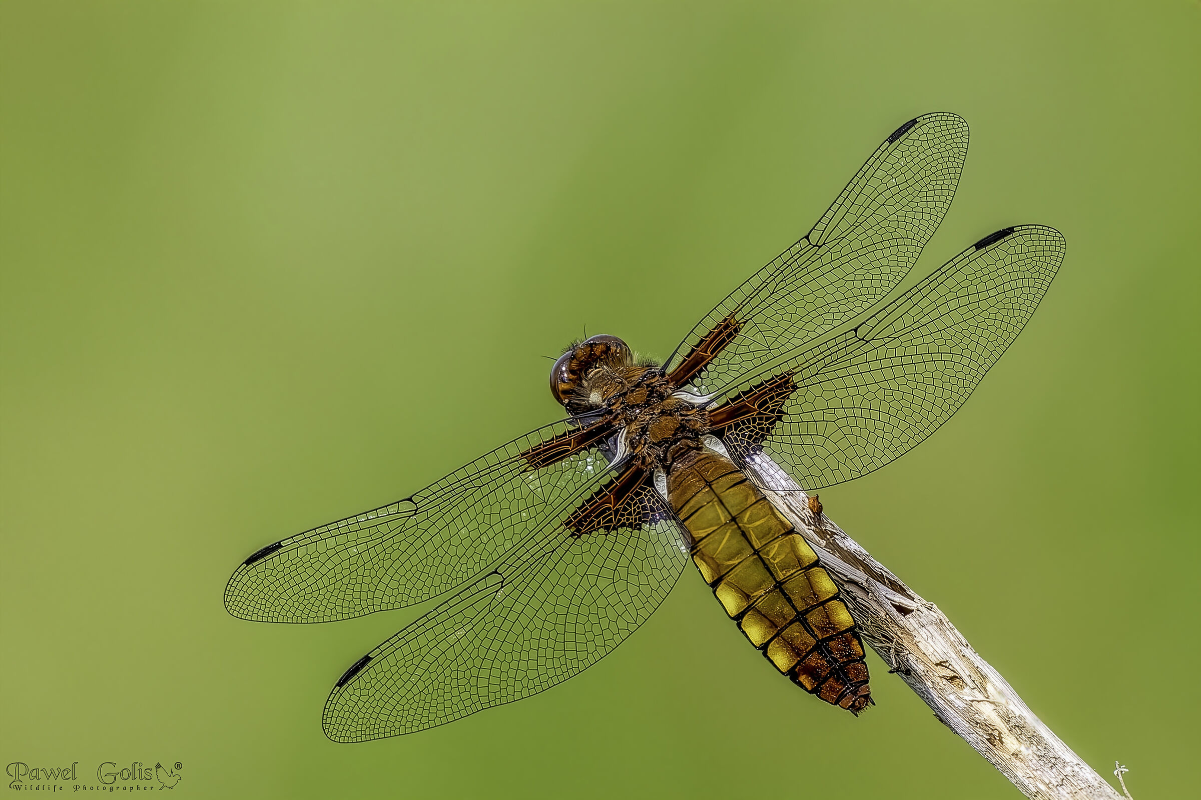 Broad-bodied chaser (Libellula depressa)