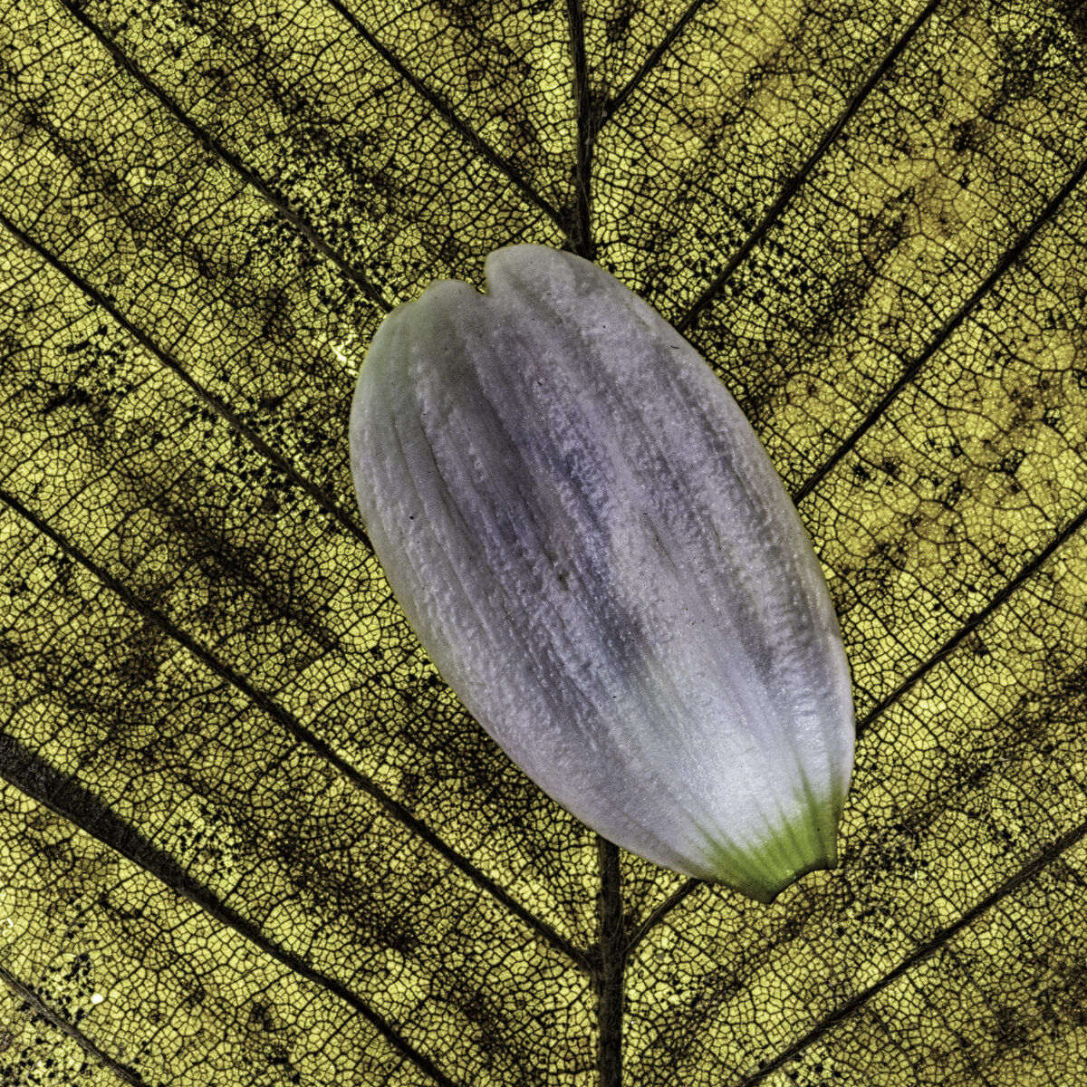 Leaf and petal