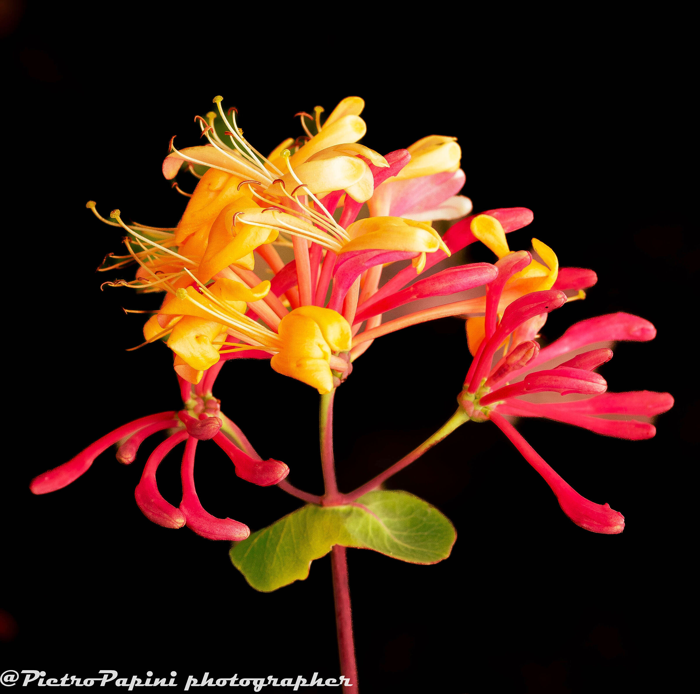 The first Atlantic clover of 2026