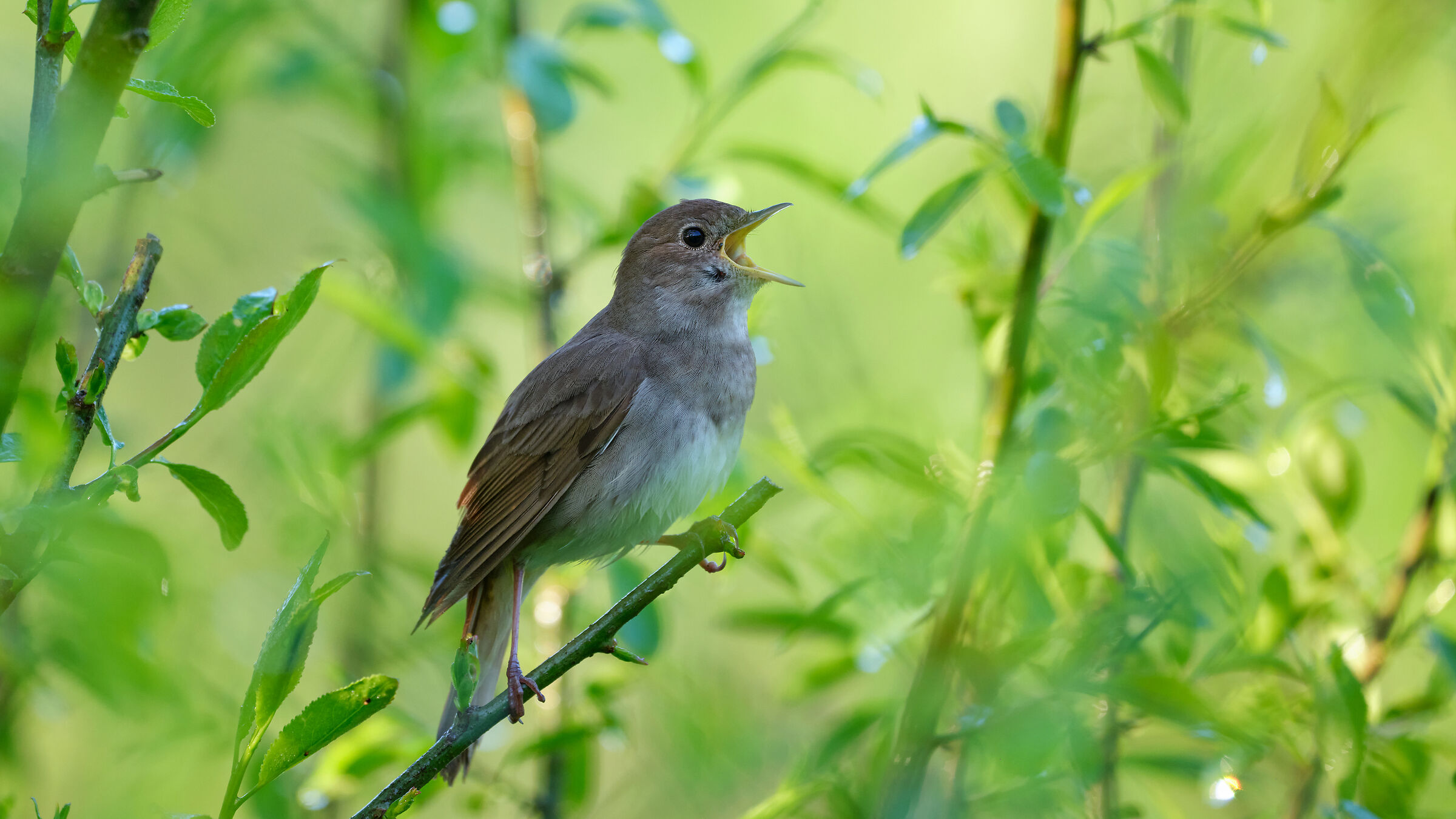 The nightingale cannot help but chirp.