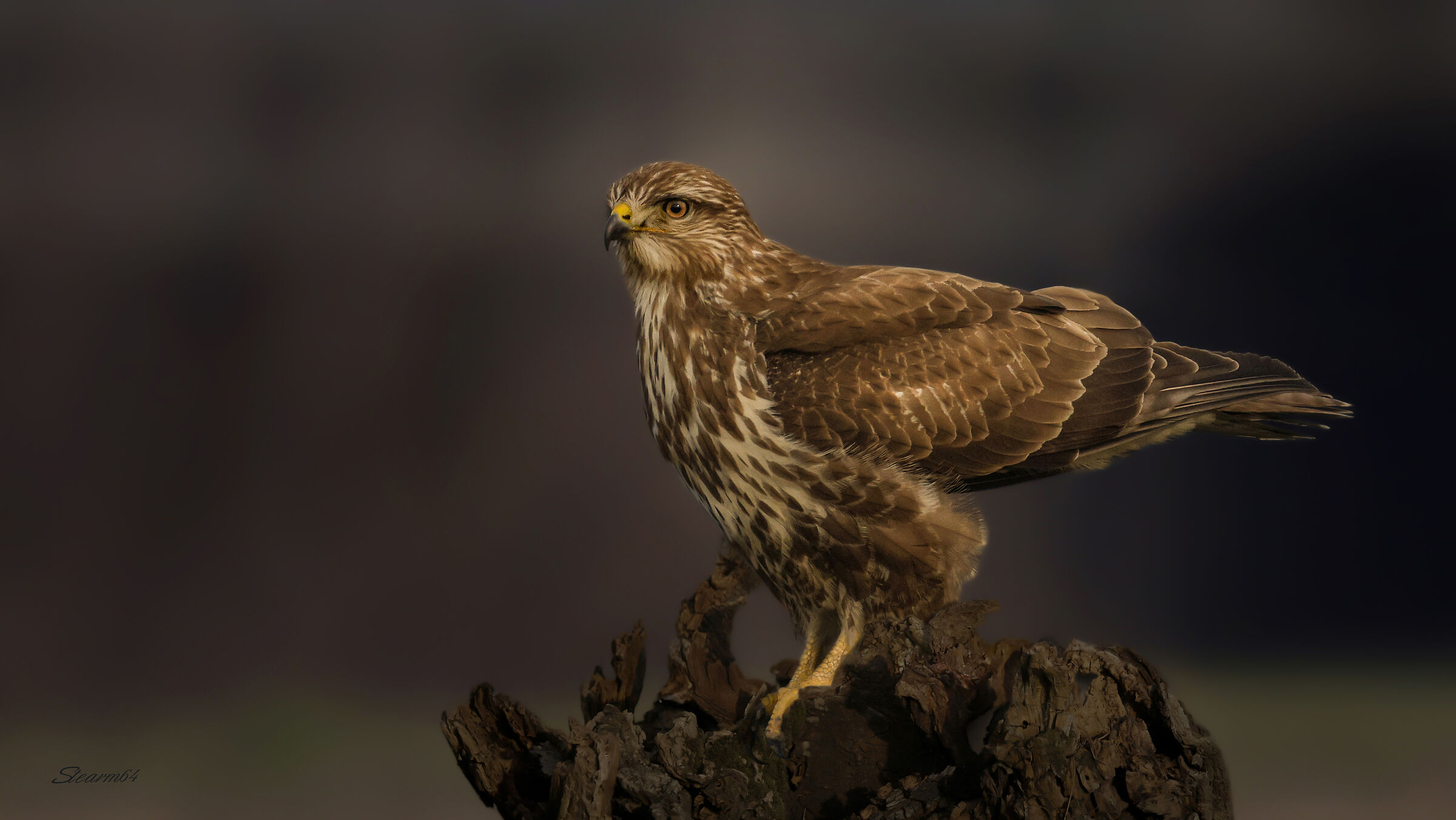 Buzzard