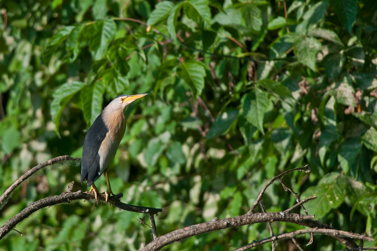 Bittern female