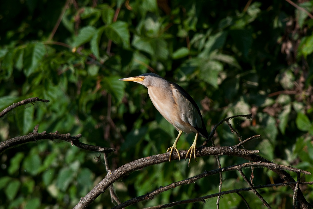 Bittern female