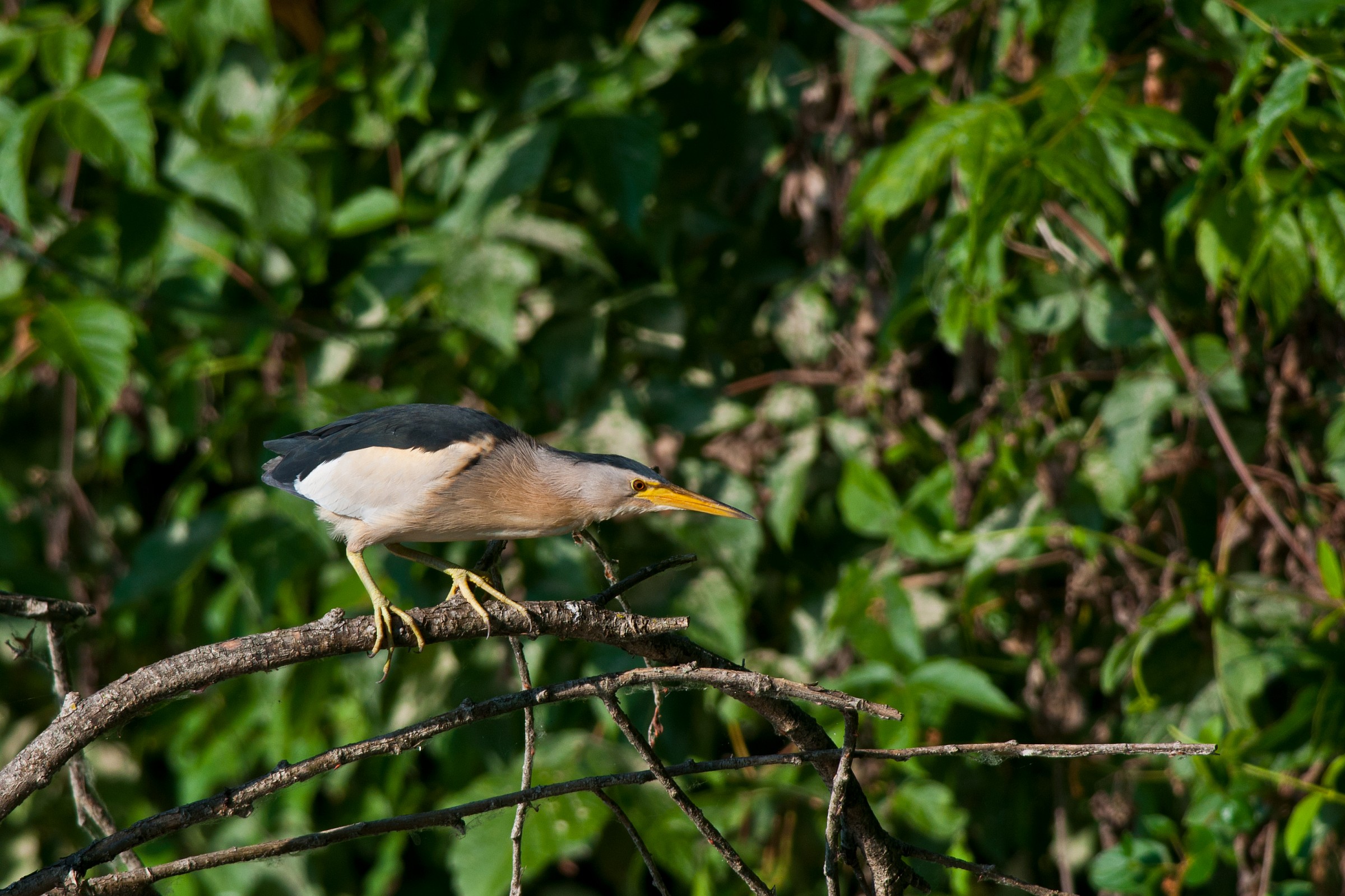 Bittern female