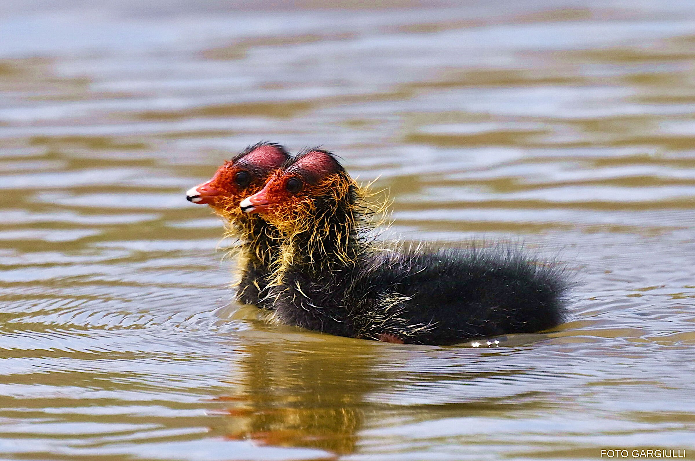 Coot babies