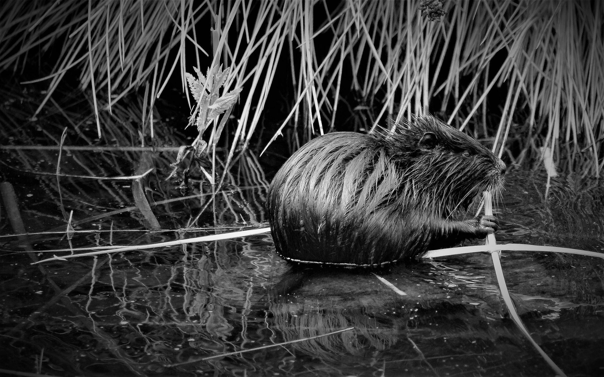 nutria