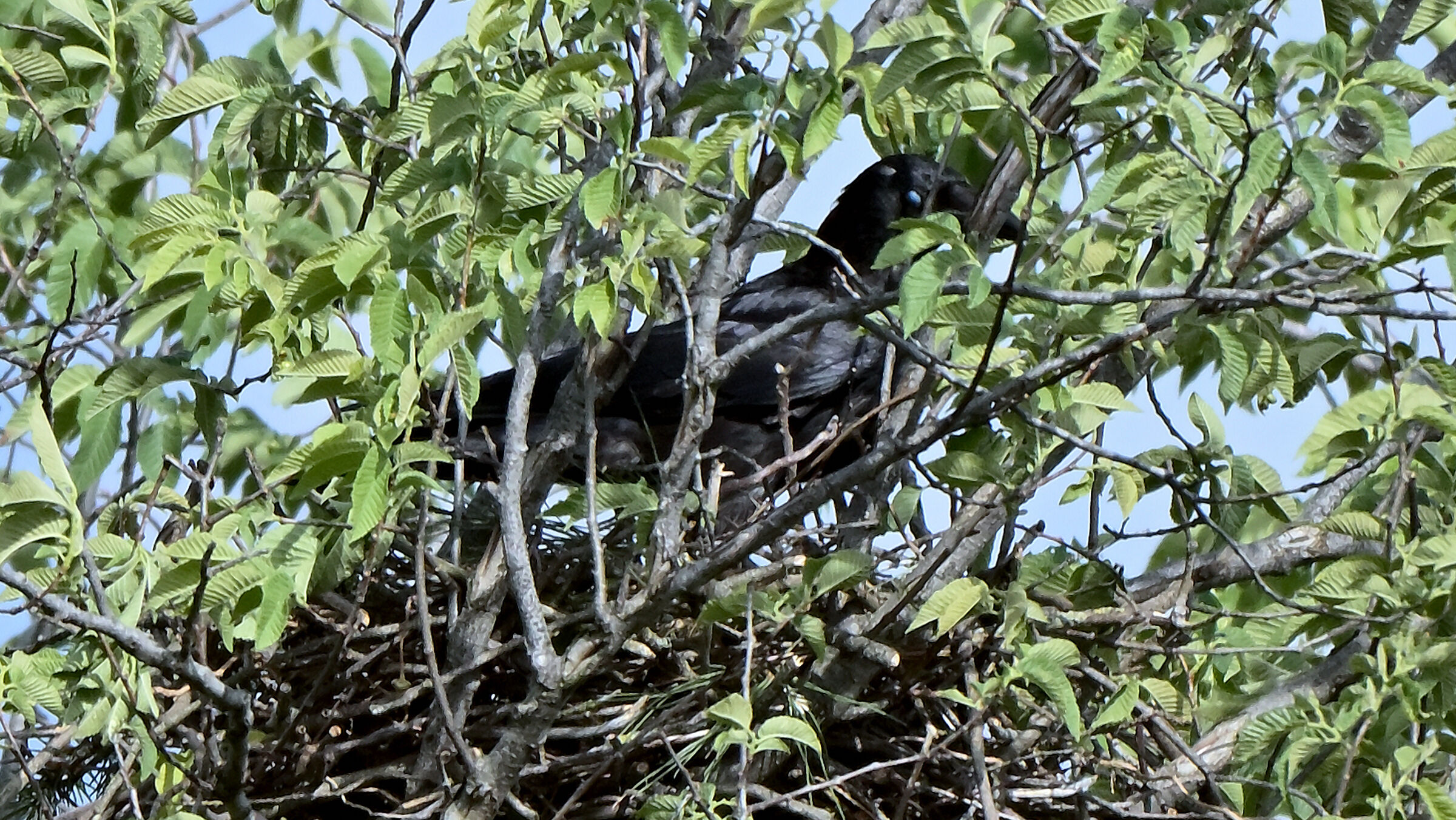 Raven (Corvus Corax)