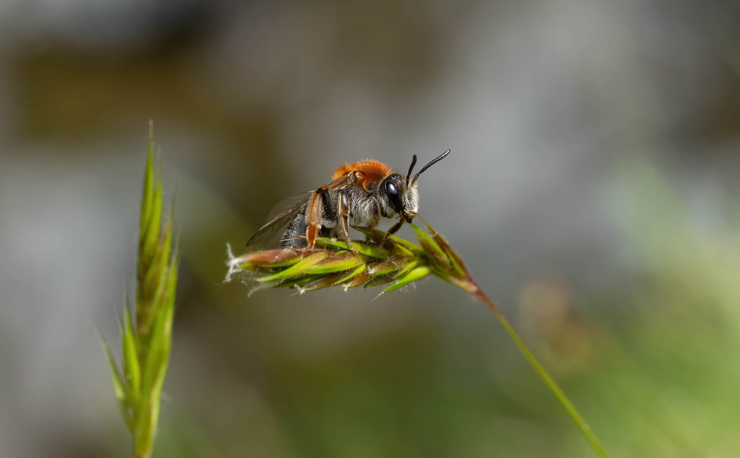 Ape mineraria dalla coda arancione