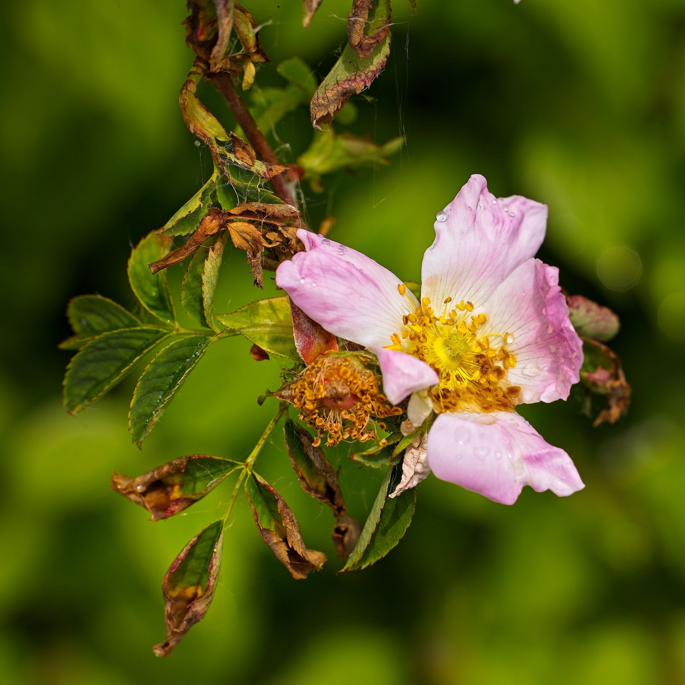 Rosa canina