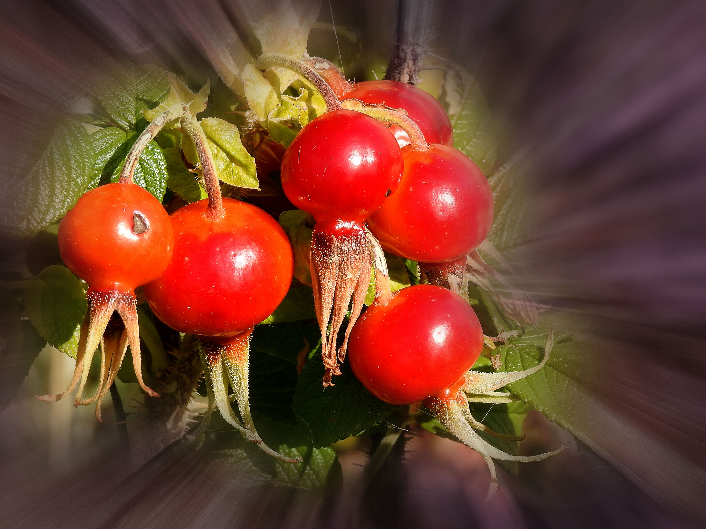 Cinorrodi di rosa rugosa