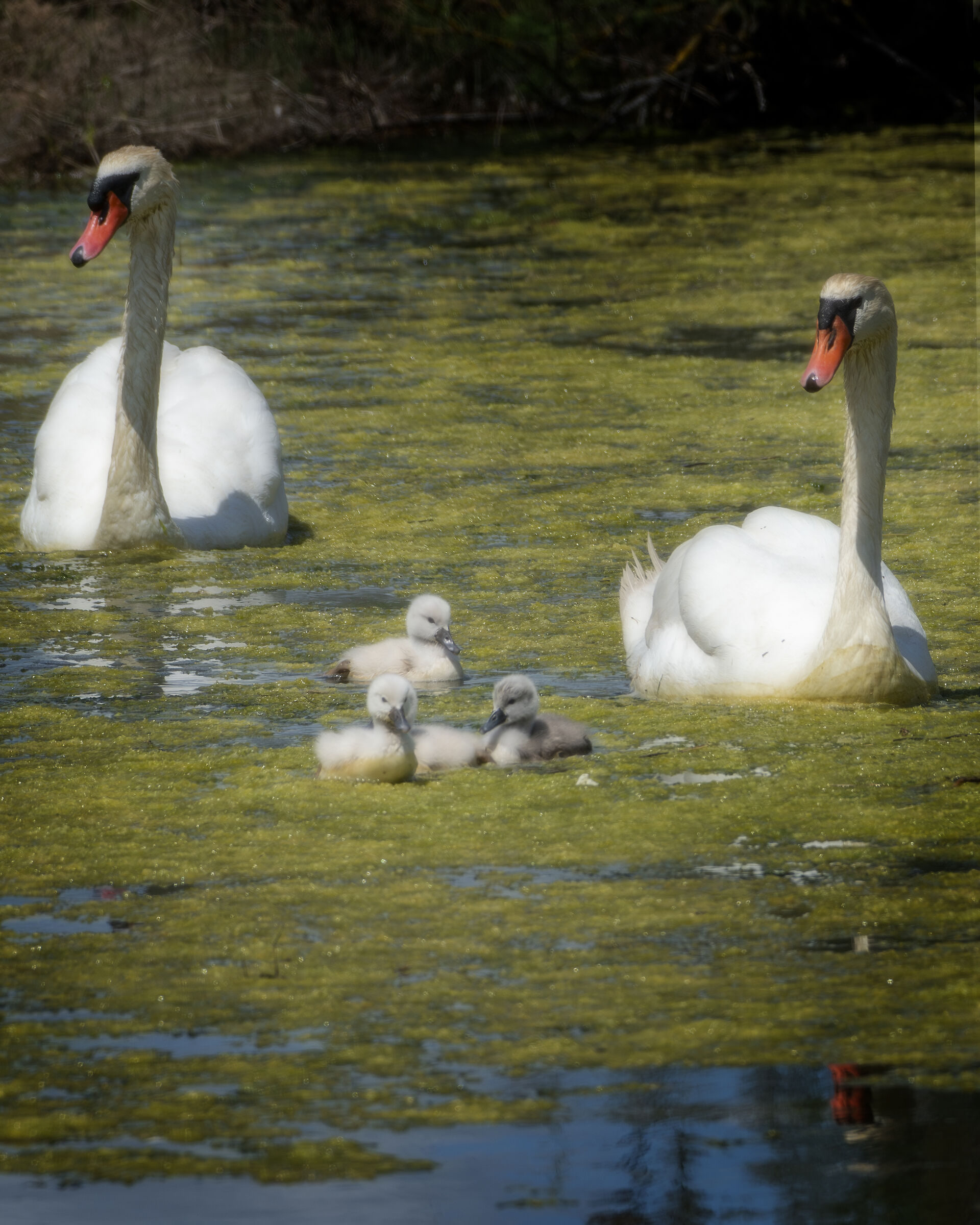 Family on a walk