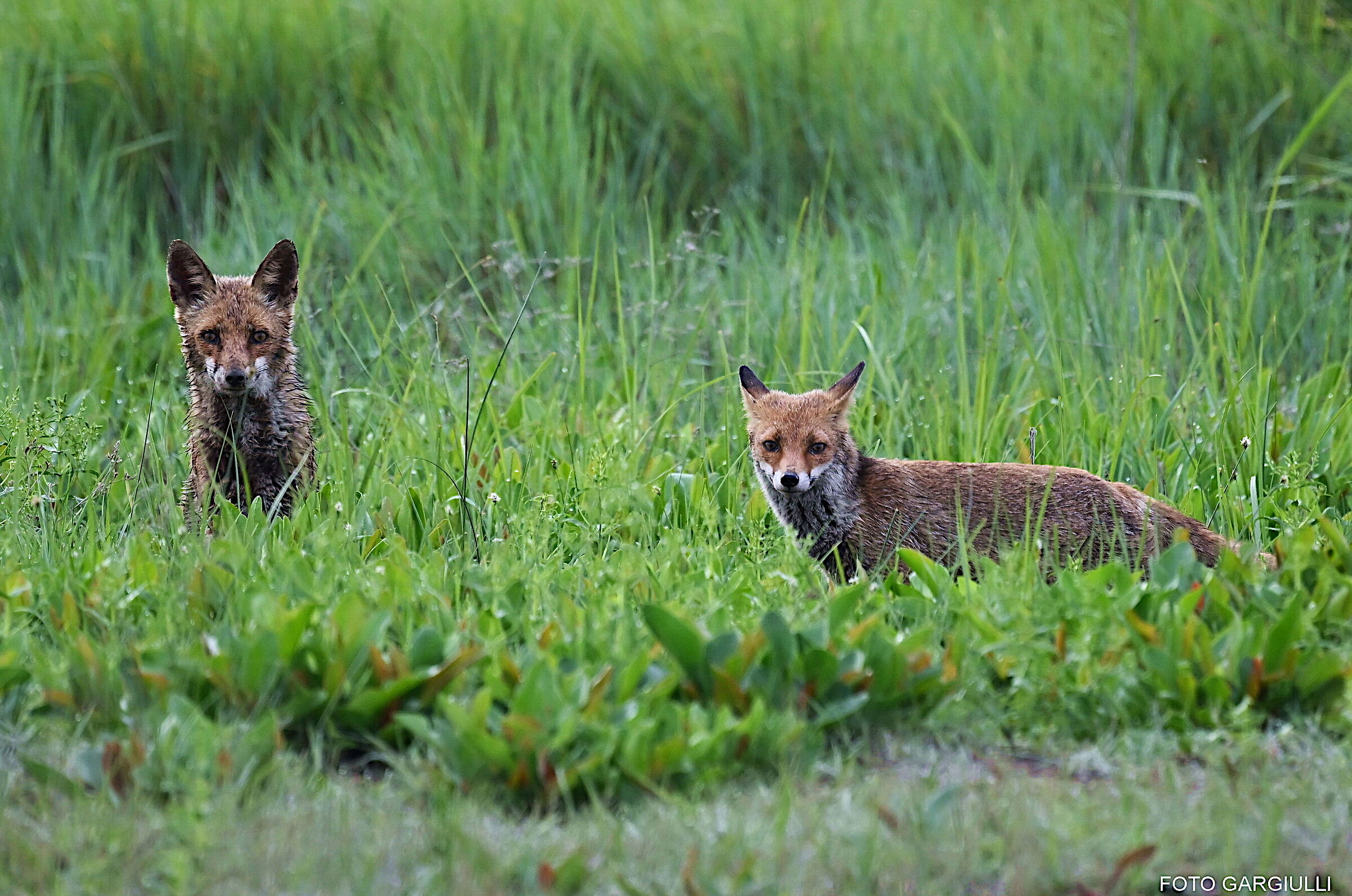 Foxes