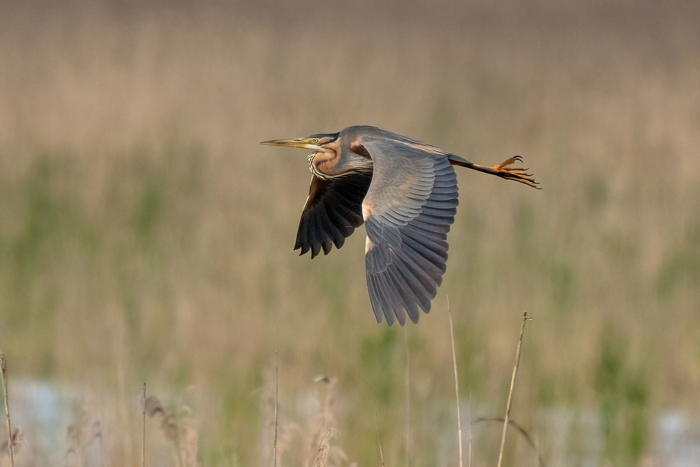 Purple heron (Ardea purpurea)