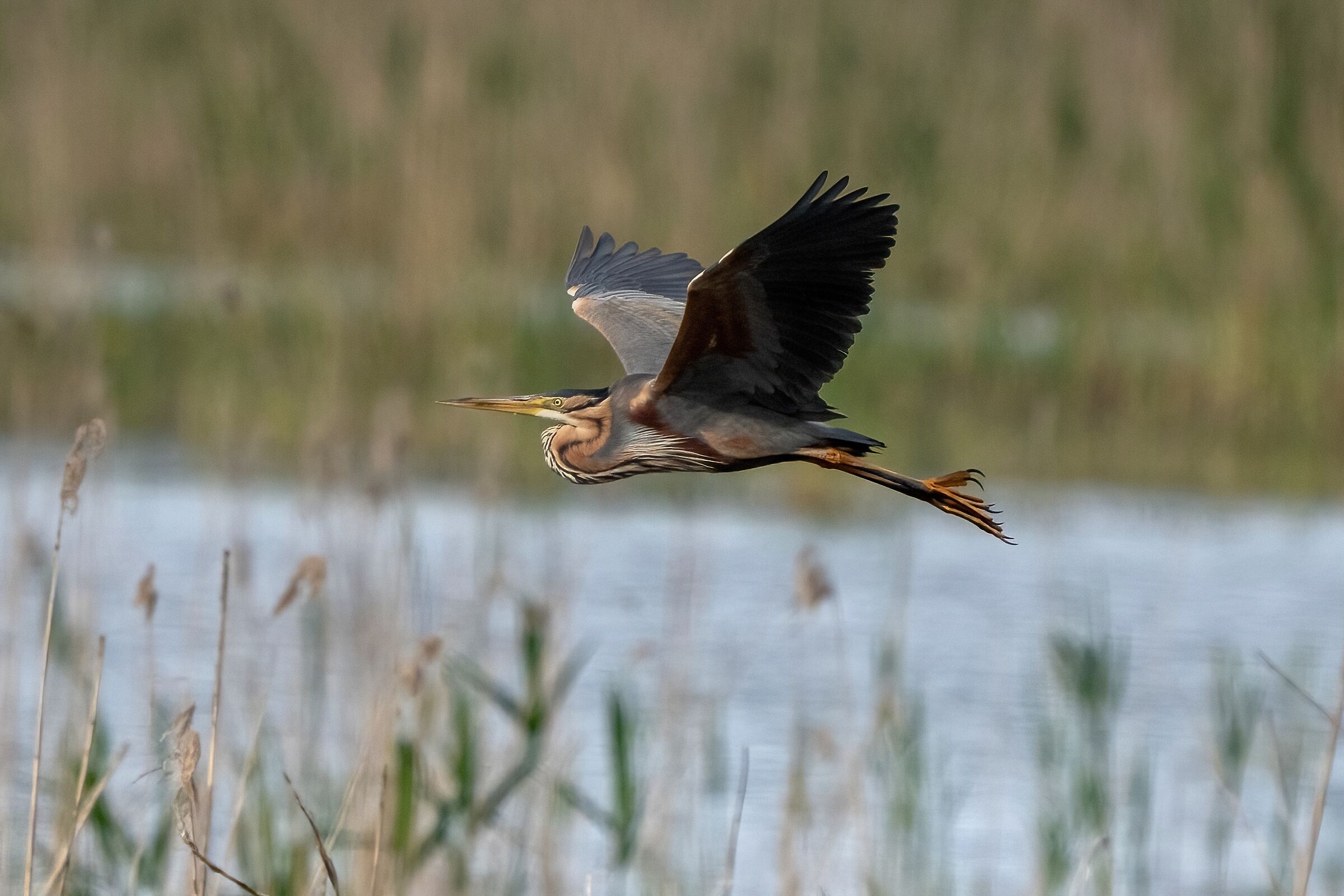 Purple heron (Ardea purpurea)